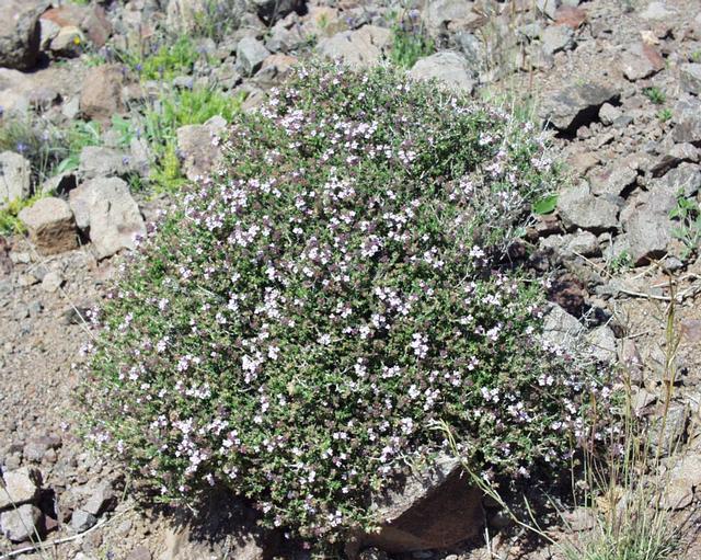 Čiobrelis 'Faustini' (Paprastasis čiobrelis 'Faustini')