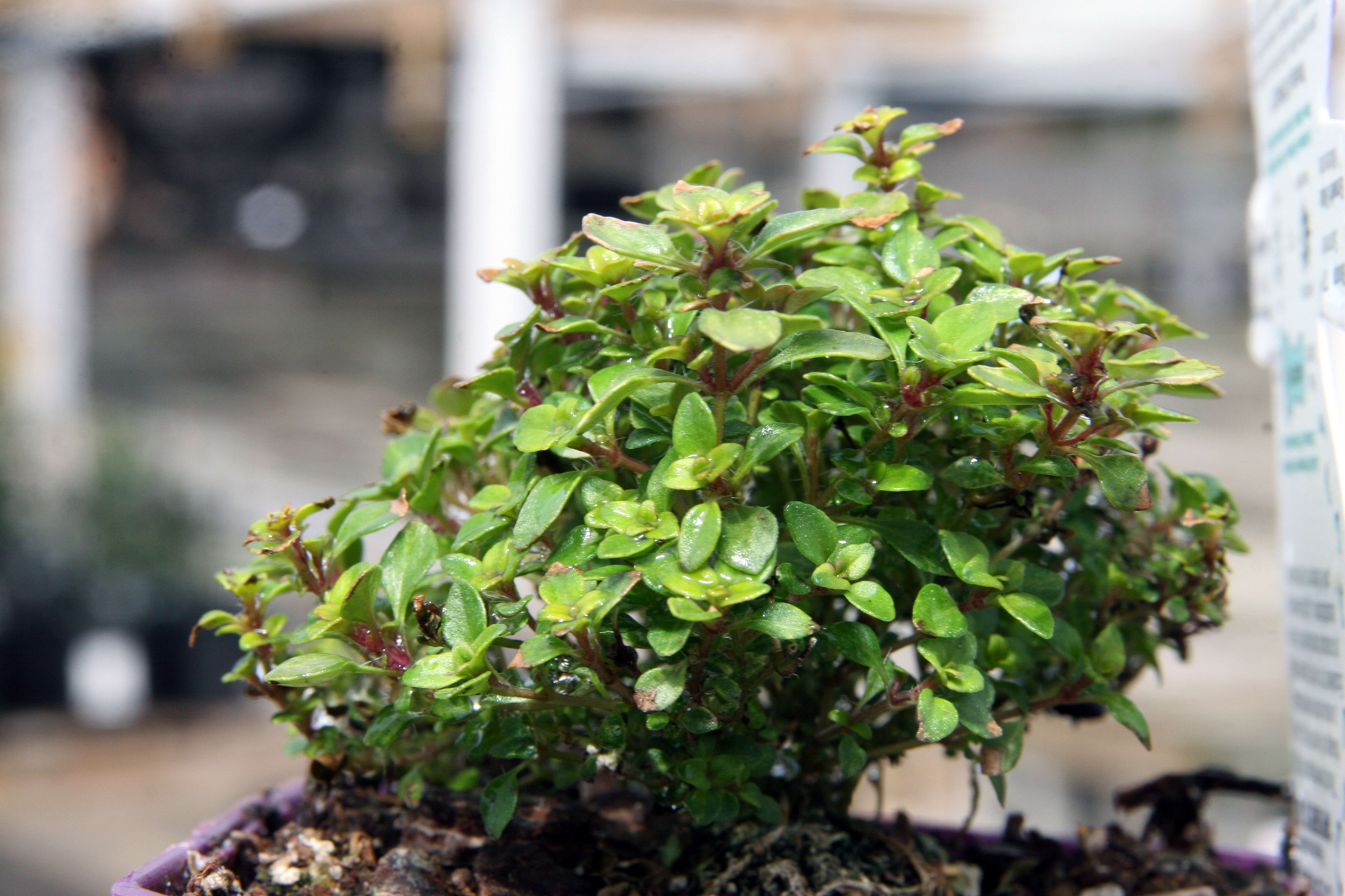 Citrininis čiobrelis 'Archer's Gold'