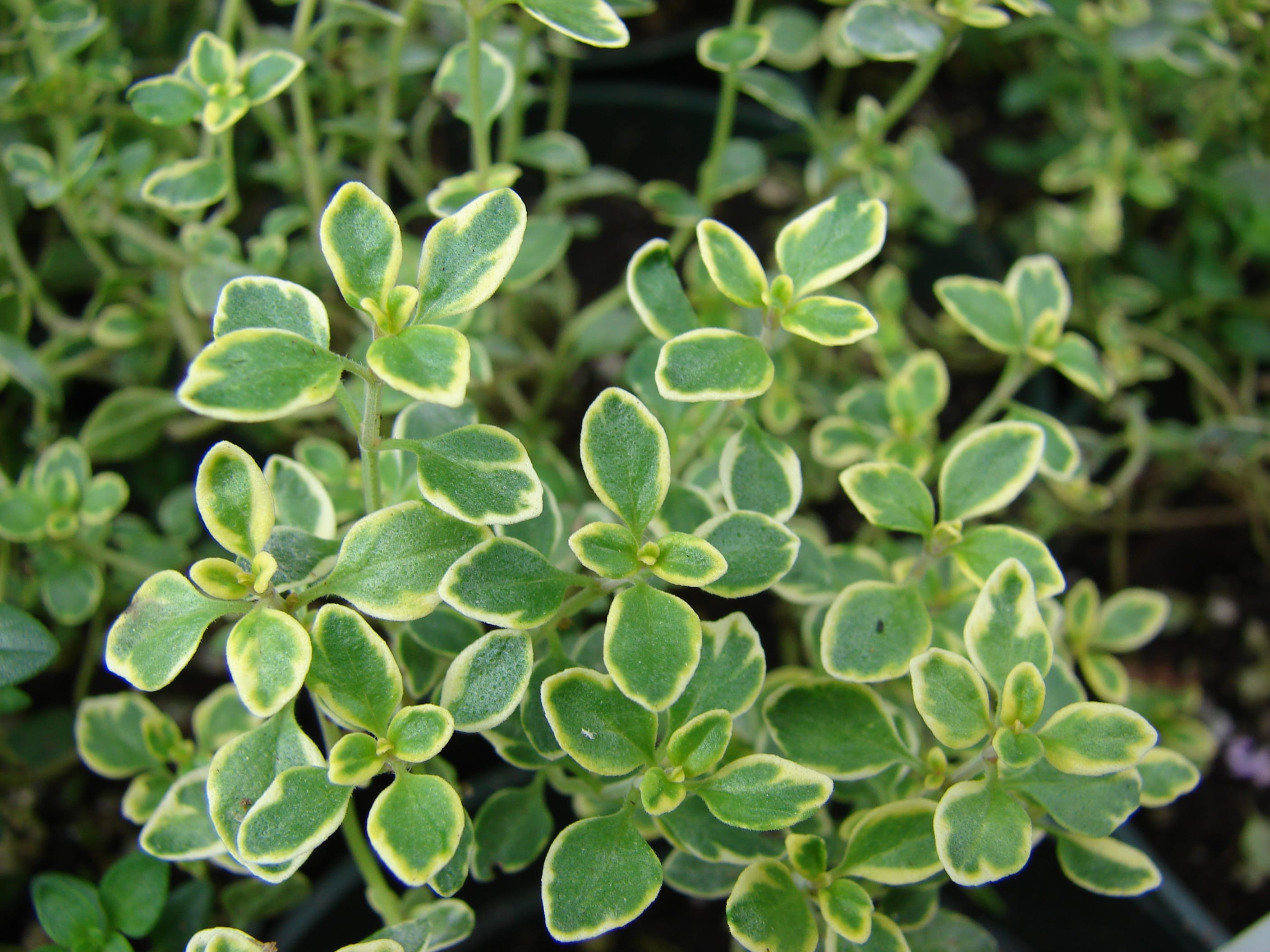 Citrininis čiobrelis 'Silver Posie' (Sidabrinis čiobrelis)