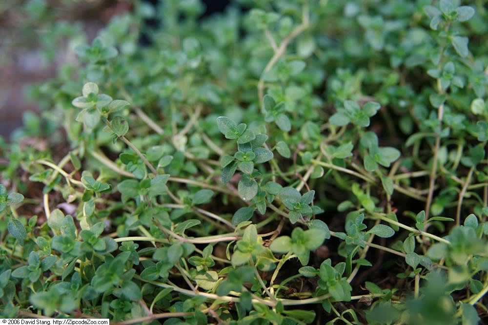 Citrininis čiobrelis 'Doone Valley' (Margalapis citrininis čiobrelis)