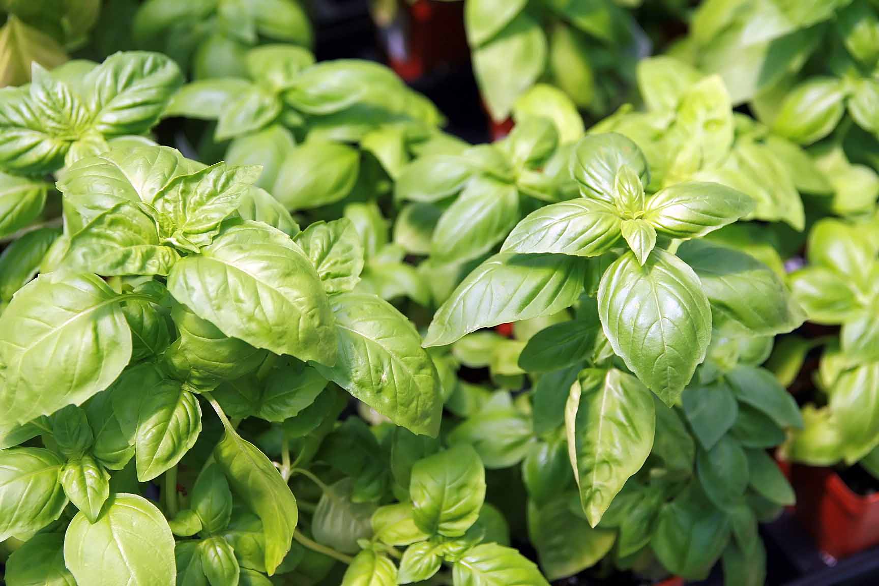 Bazilikas 'Green Dwarf' (Mažalapis bazilikas)