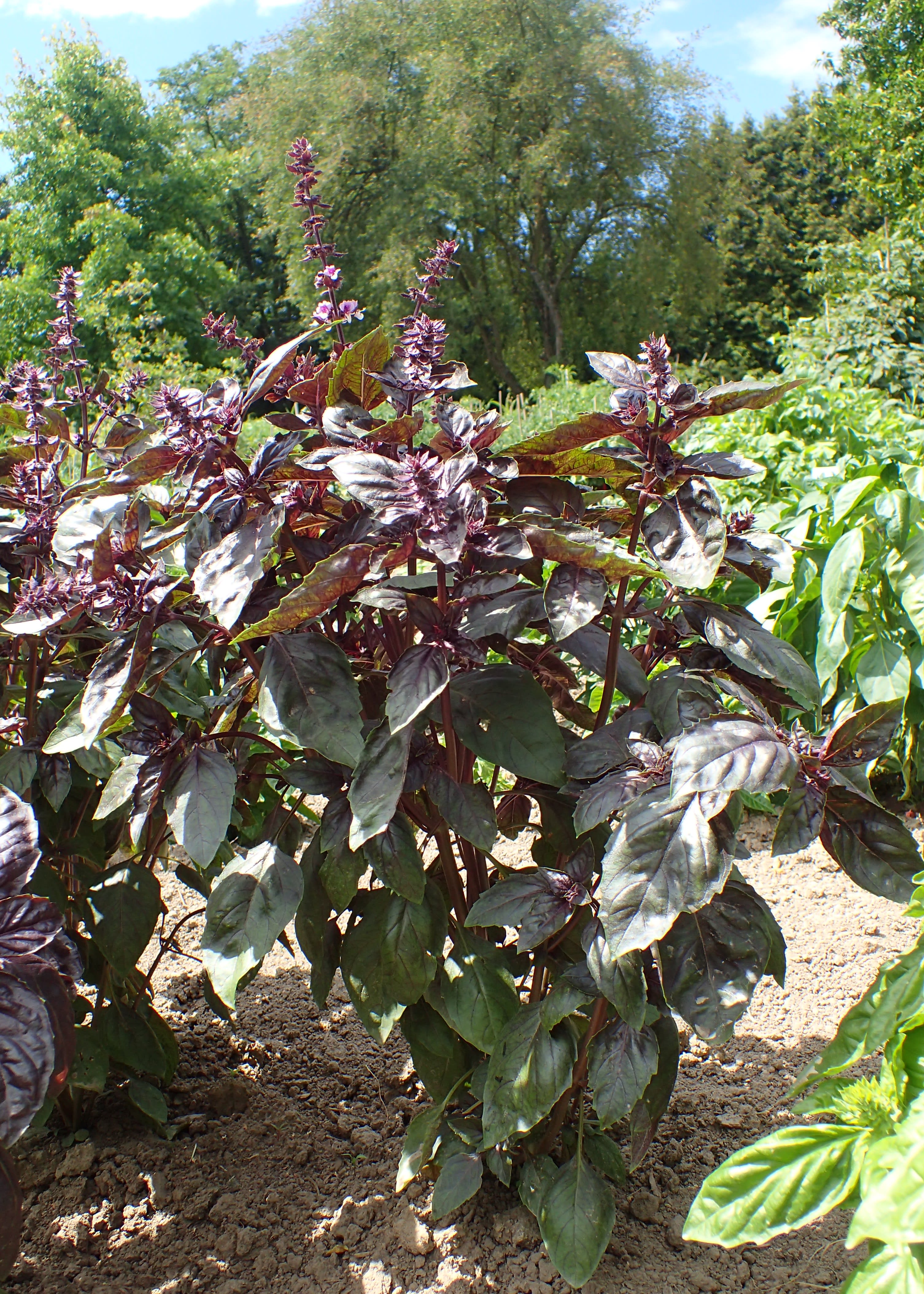 Purpurinis bazilikas 'Dark Opal' (Tamsusis bazilikas 'Dark Opal')