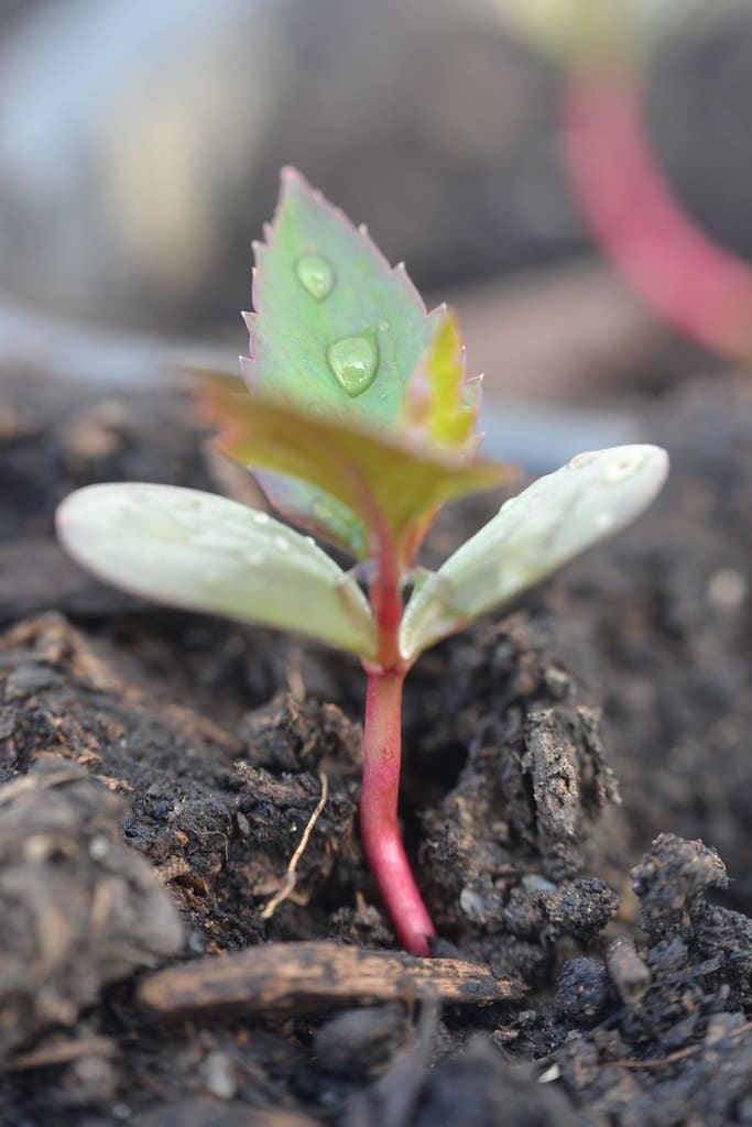 Obelis 'Discovery'