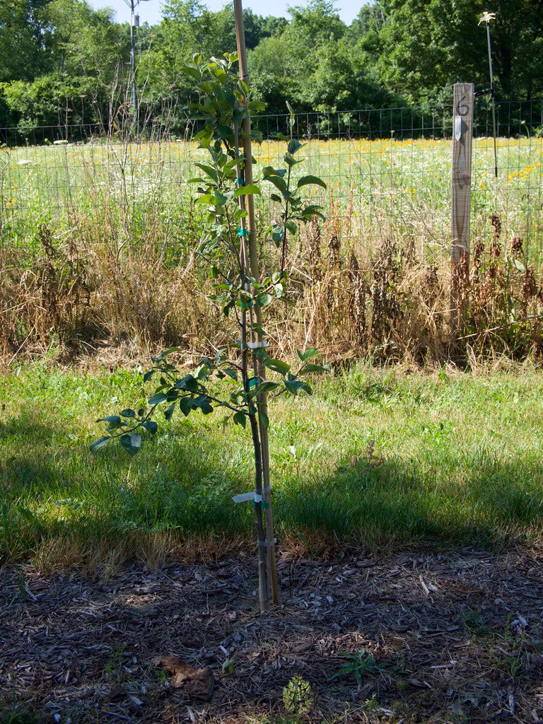 Obuolys 'Honeycrisp'