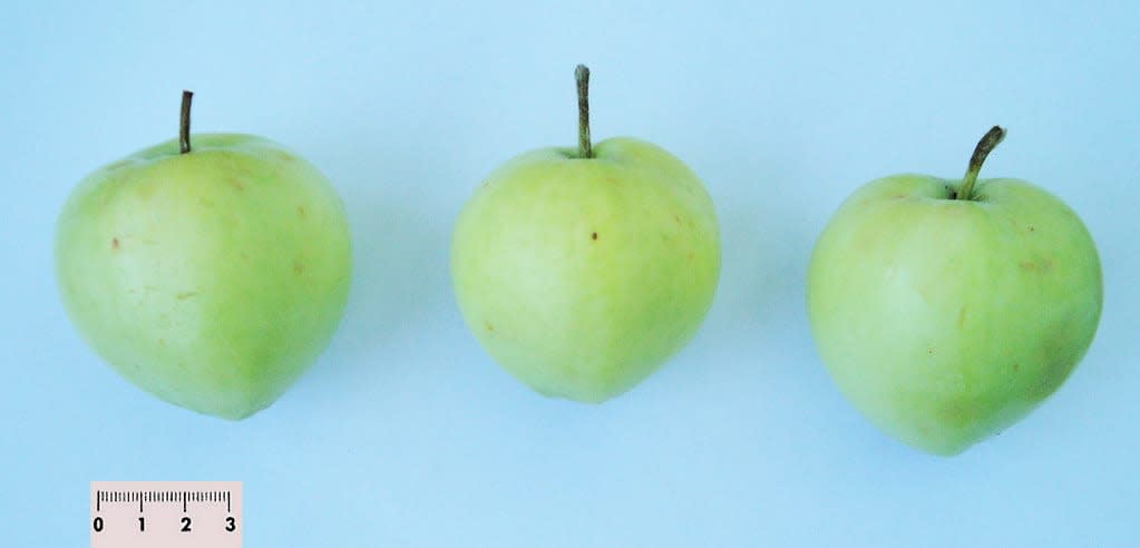 Papirovka obelis (Papirovka)