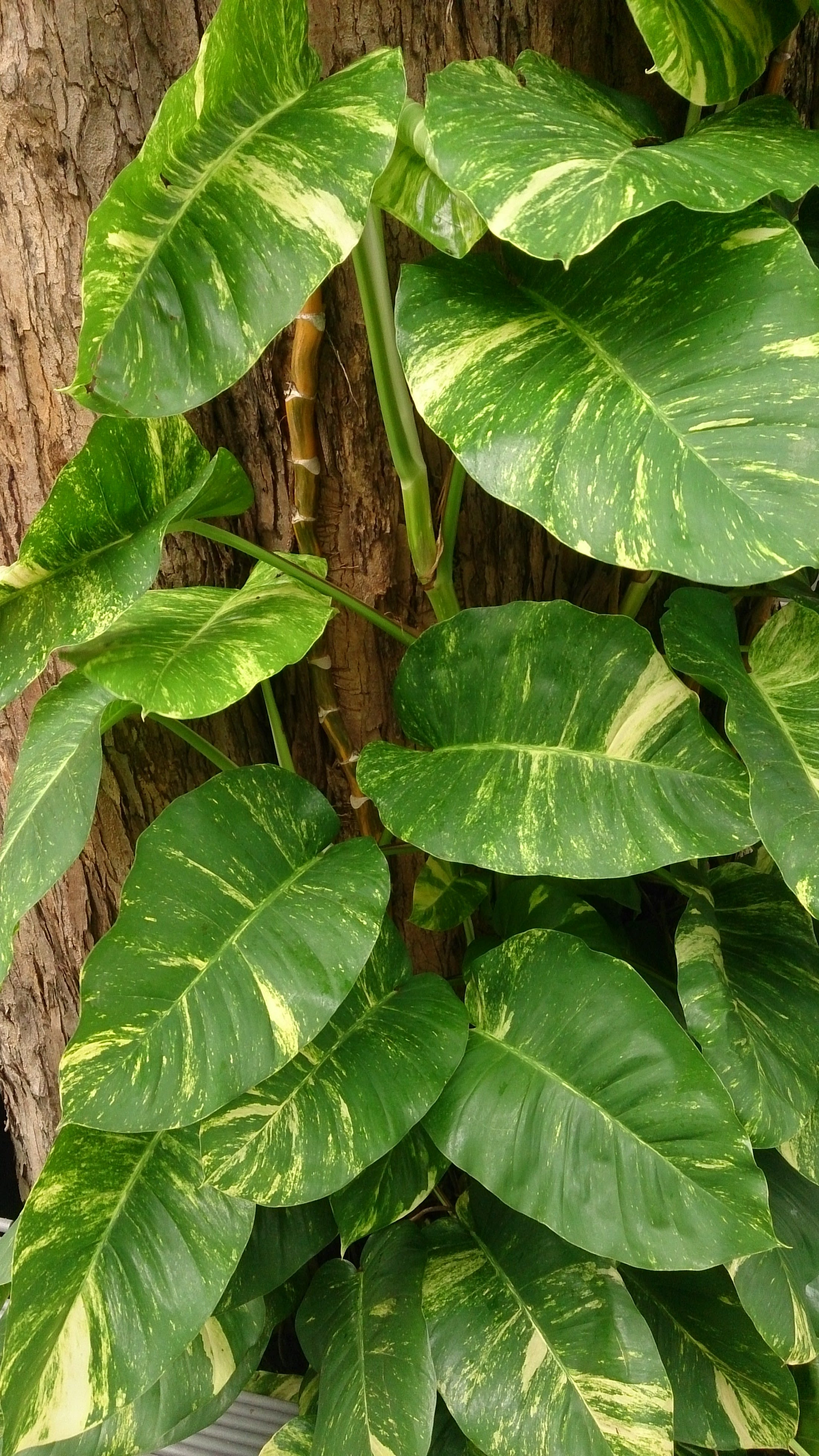 N'Joy Scindapsas (Auksinis scindapsas 'N'Joy')