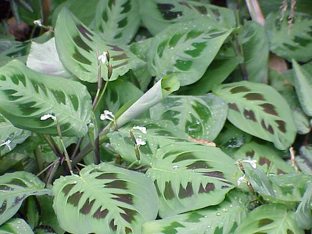 Maranta 'Silver Band' (Maldos augalas 'Silver Band')