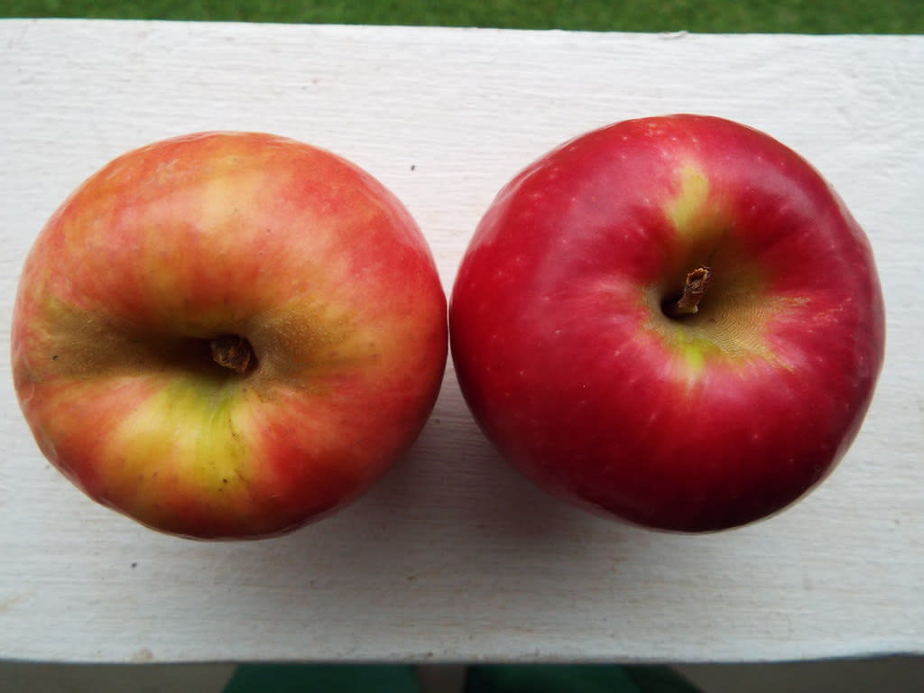 Obelis "Pink Lady"