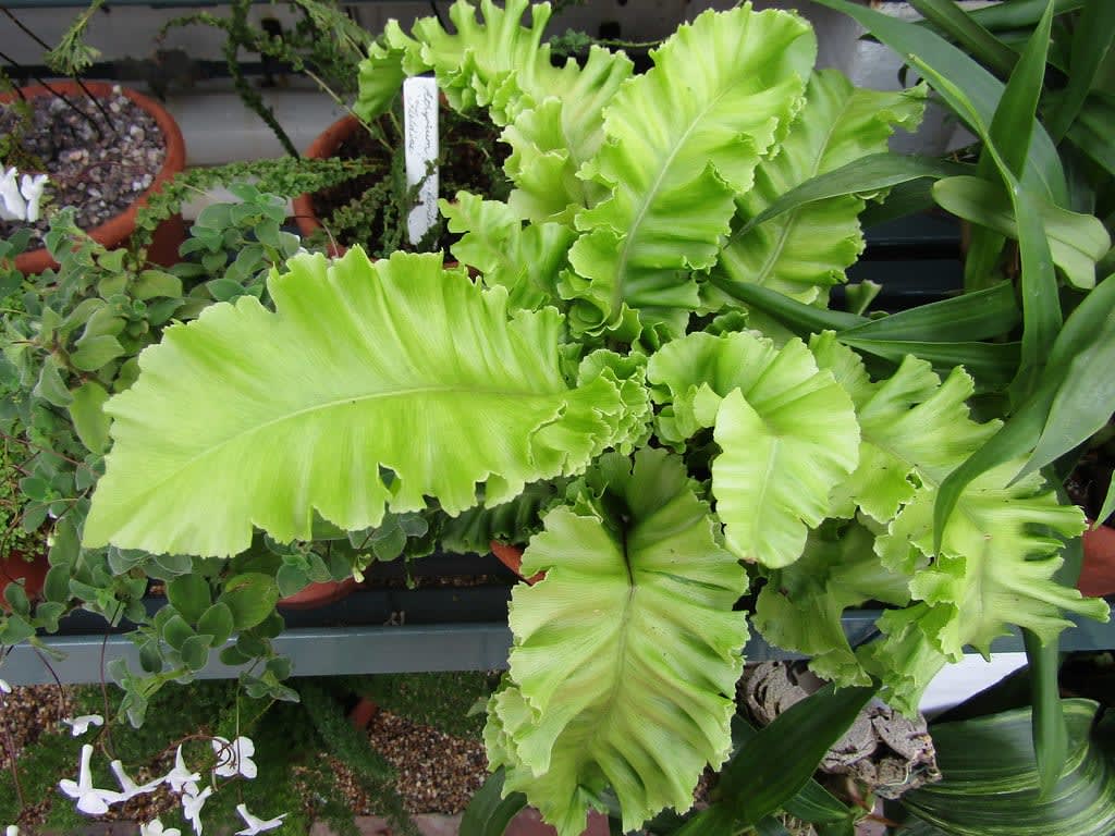 Banguotasis širdžialapis papartis 'Crispum'