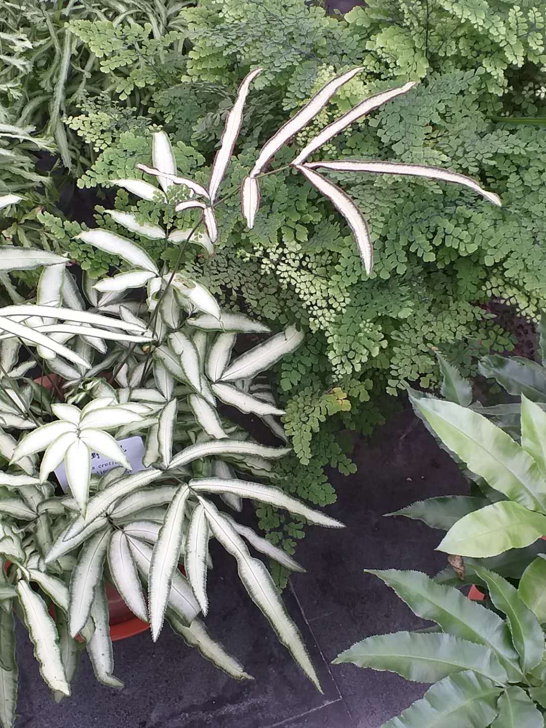 Kretinis Pteris 'Albolineata' (Juostuotasis Kretinis Pteris)