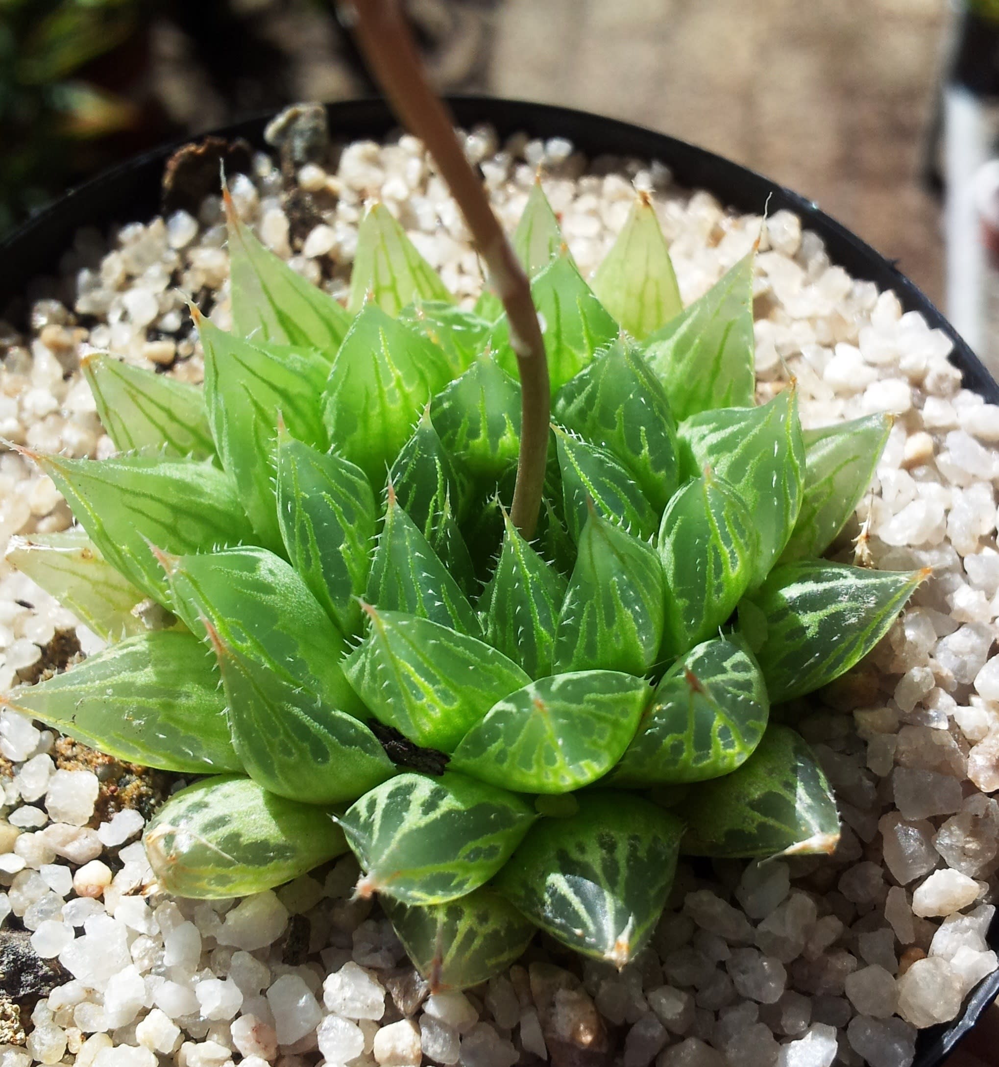 Havotrija Cooperi (Haworthia cooperi)