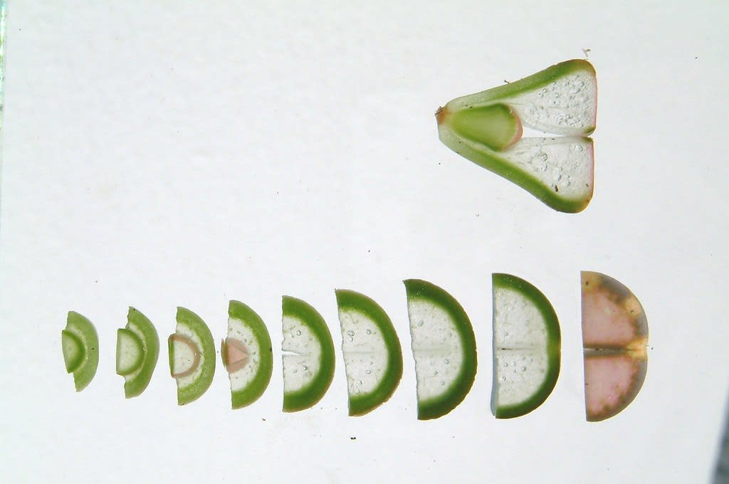 Lithopsai – gyvenantys akmenys (Lithops)