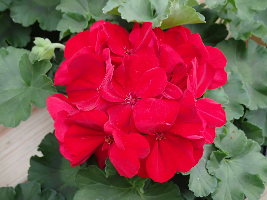 Pelargonija 'Calliope Dark Red' (Hibridinė pelargonija)