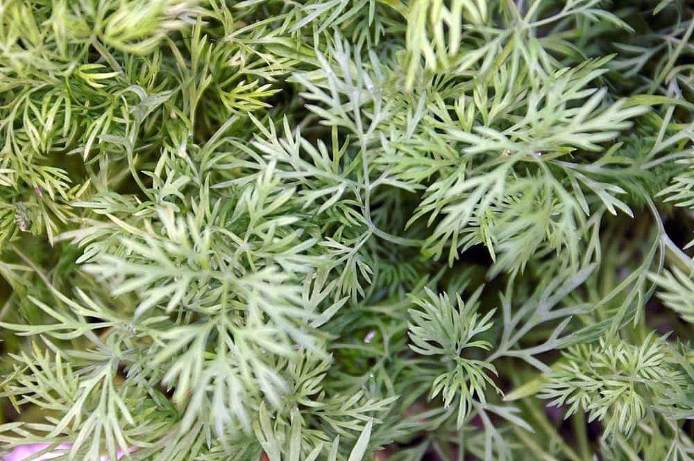 Krapai 'Dill Bouquet' (Anethum graveolens 'Dill Bouquet')
