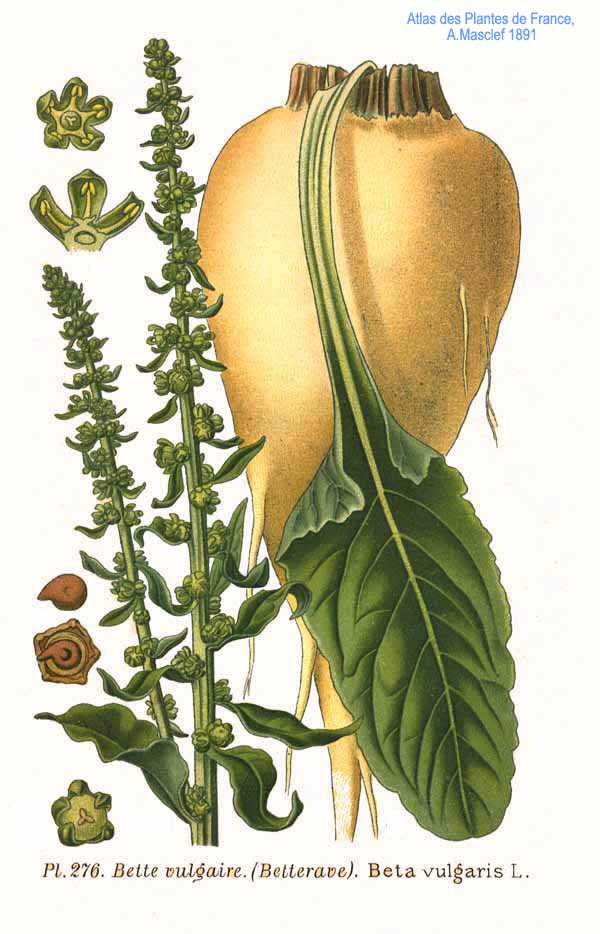 Mangoldas 'Bright Lights' (Paprastasis runkelis 'Bright Lights')