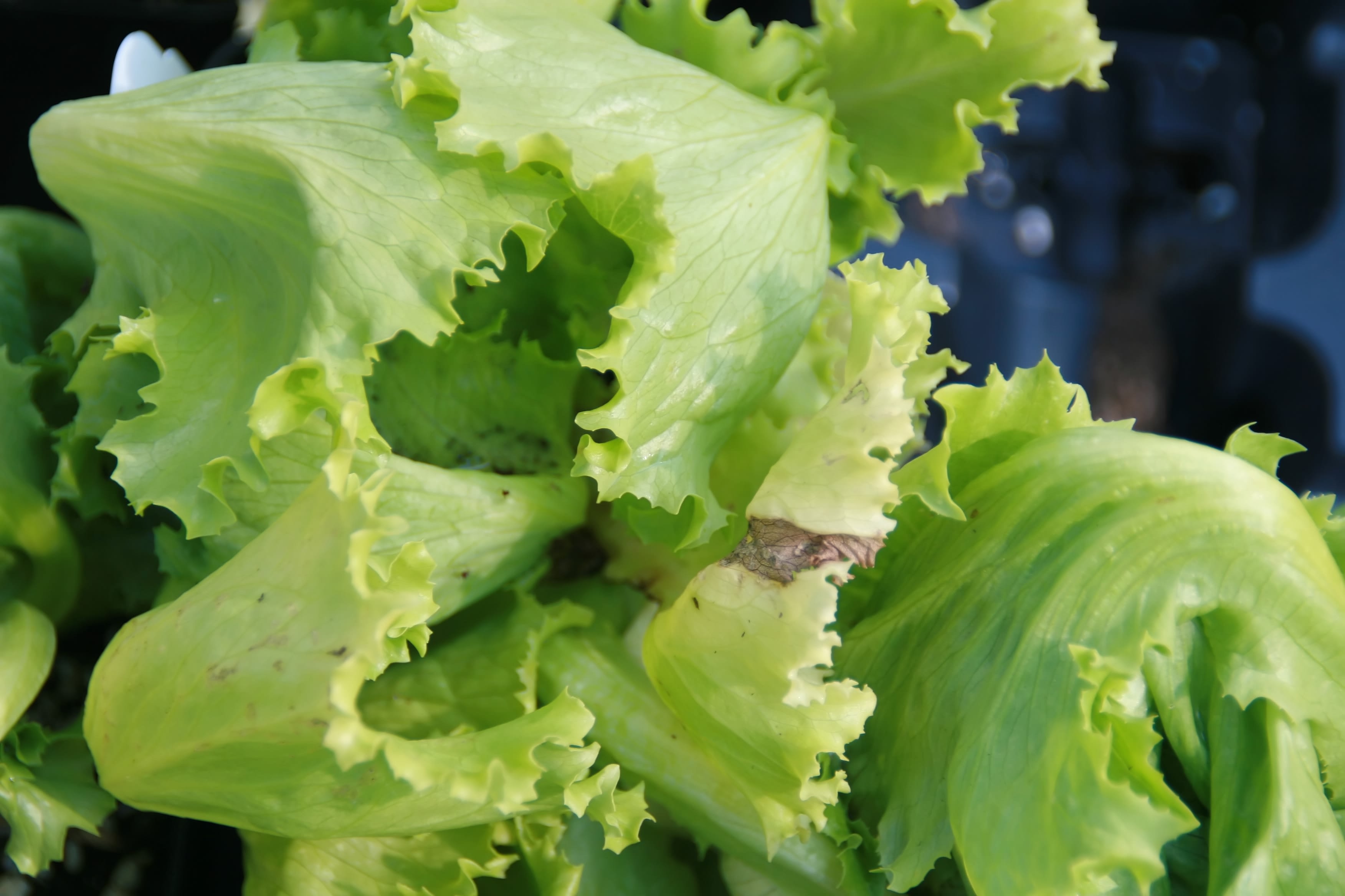 Sviestinės Salotos 'Buttercrunch'