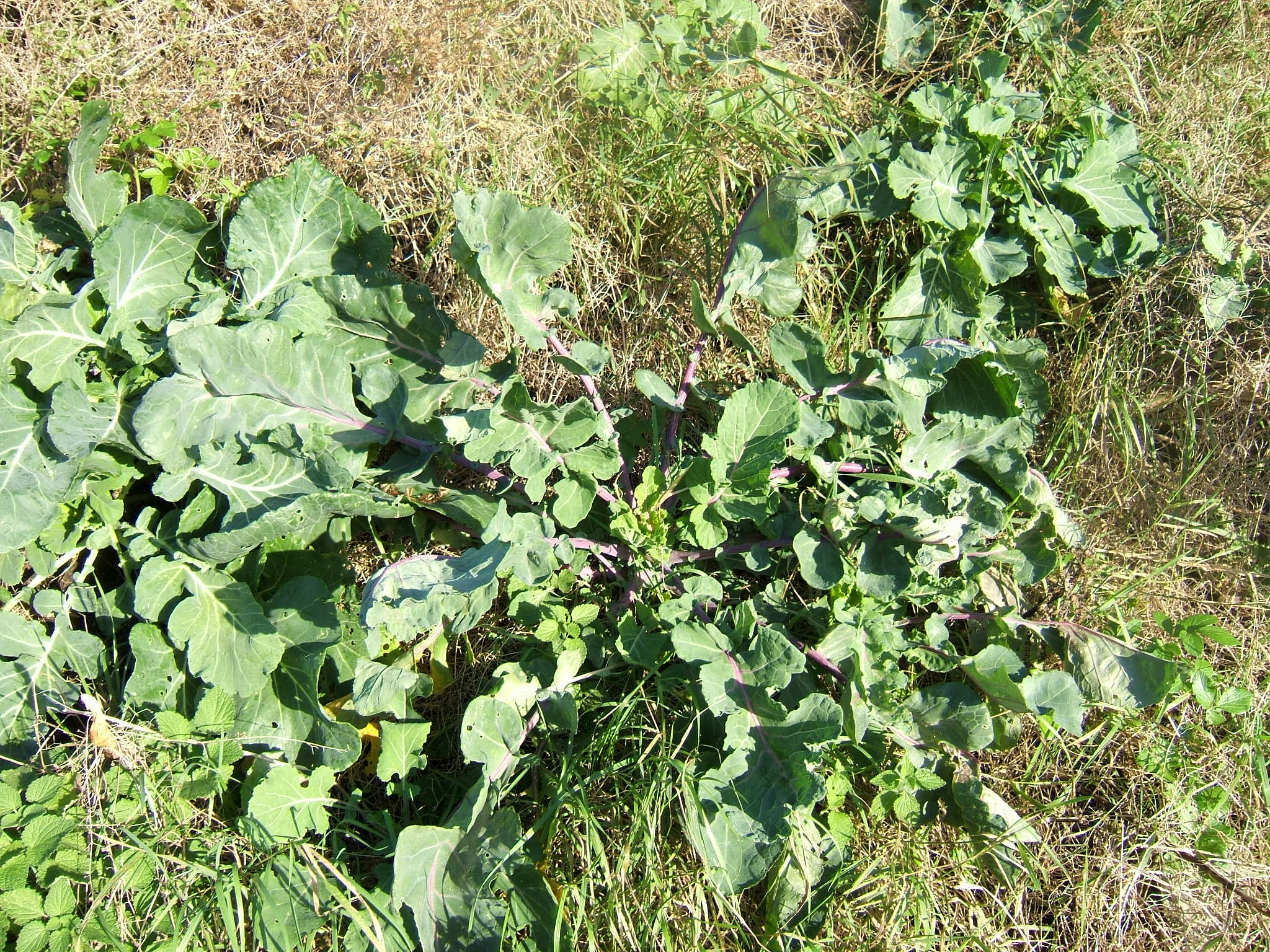 Briuselio kopūstas 'Diablo'