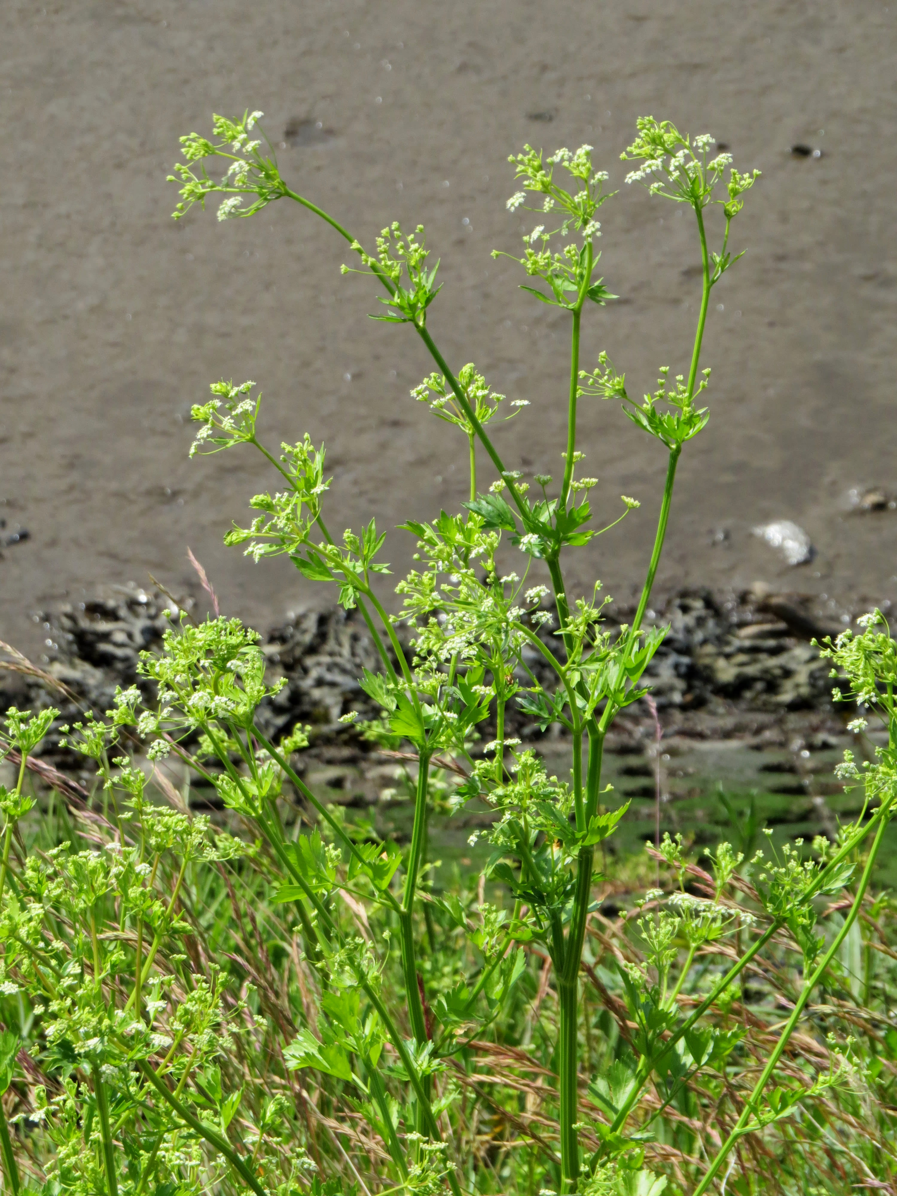 Salieras 'Giant Pascal' (Stiebinis salieras, Lapkotinis salieras)