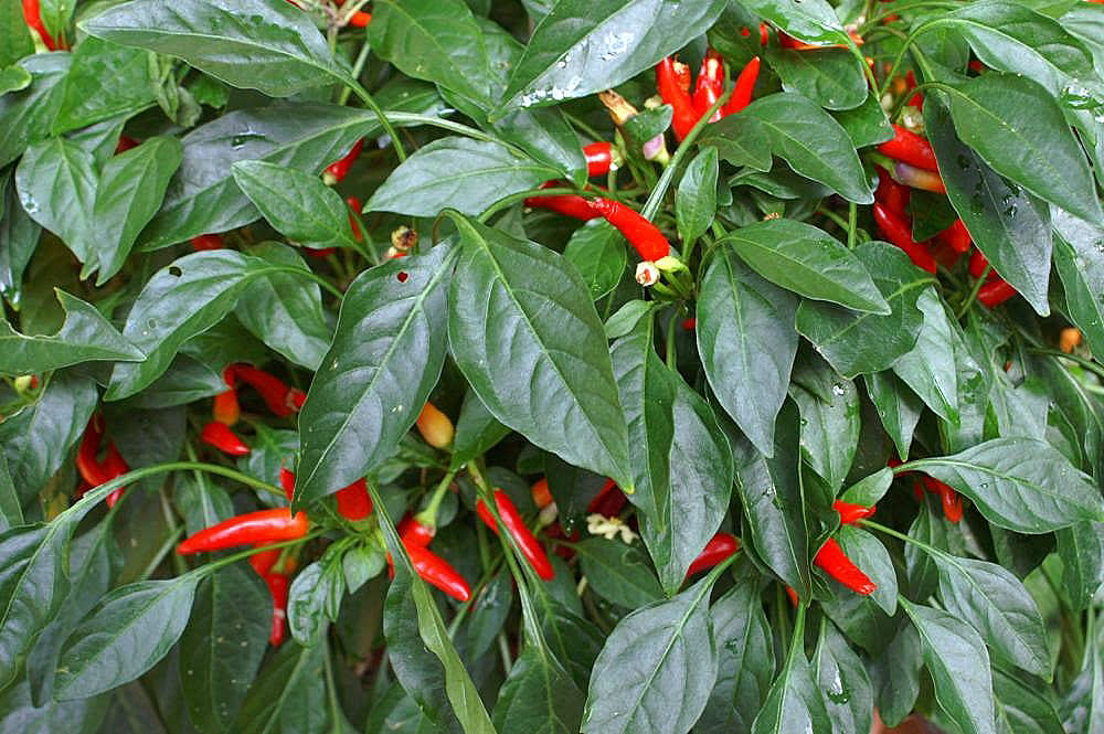 Pimento paprika 'Pimento L'