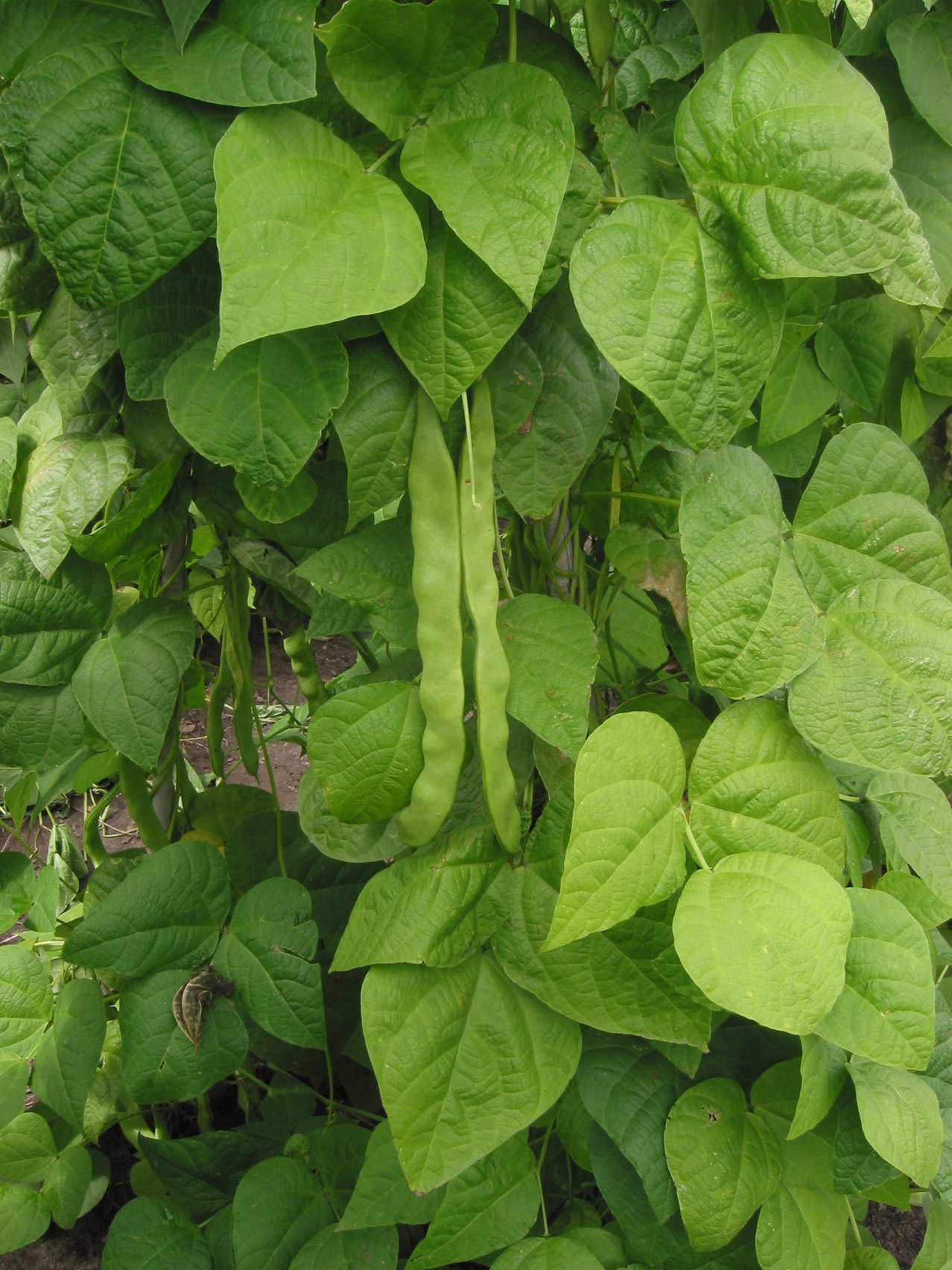 Krūminės pupelės 'Purple Queen' (Paprastosios pupelės 'Purple Queen')