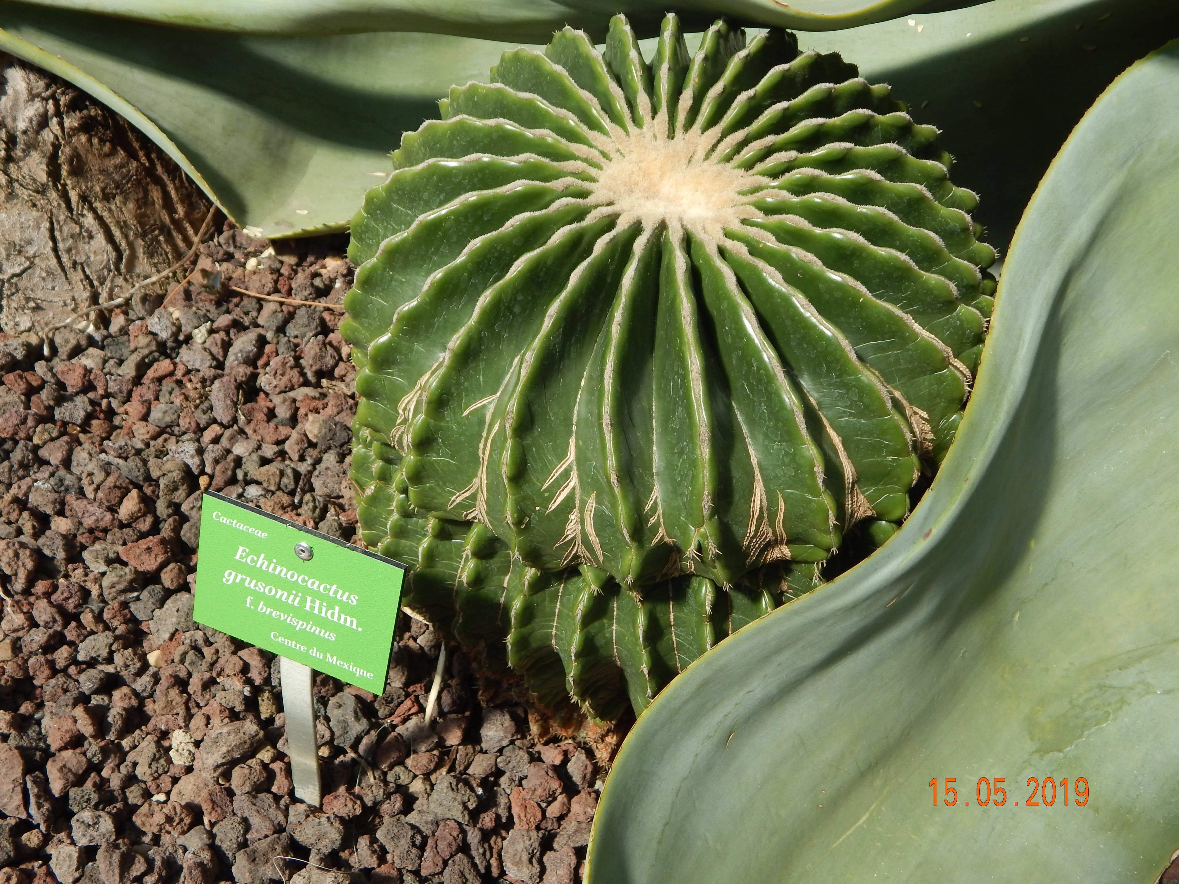 Auksinis kaktusas 'Brevispinus' (Močiutės kėdė 'Brevispinus')