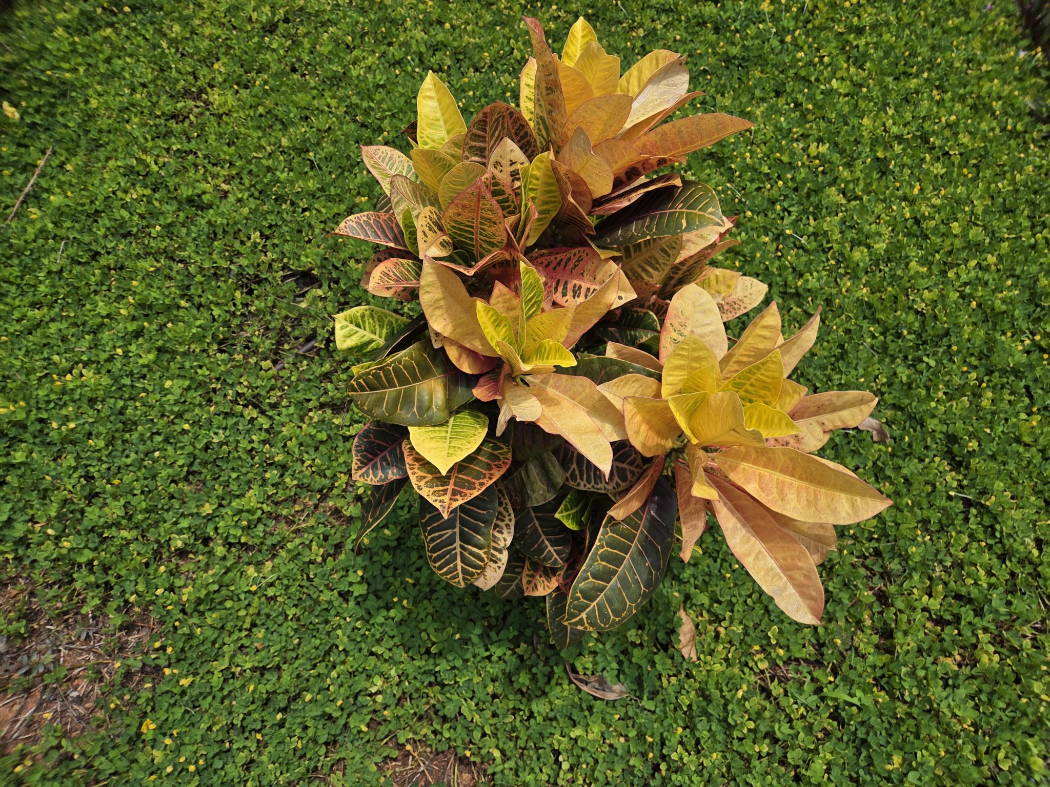 Krotonas 'Petra' (Margalapis krotonas)