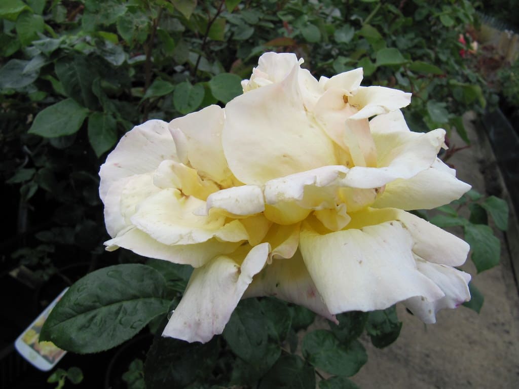 Rožė 'Gloria Dei' (Peace)