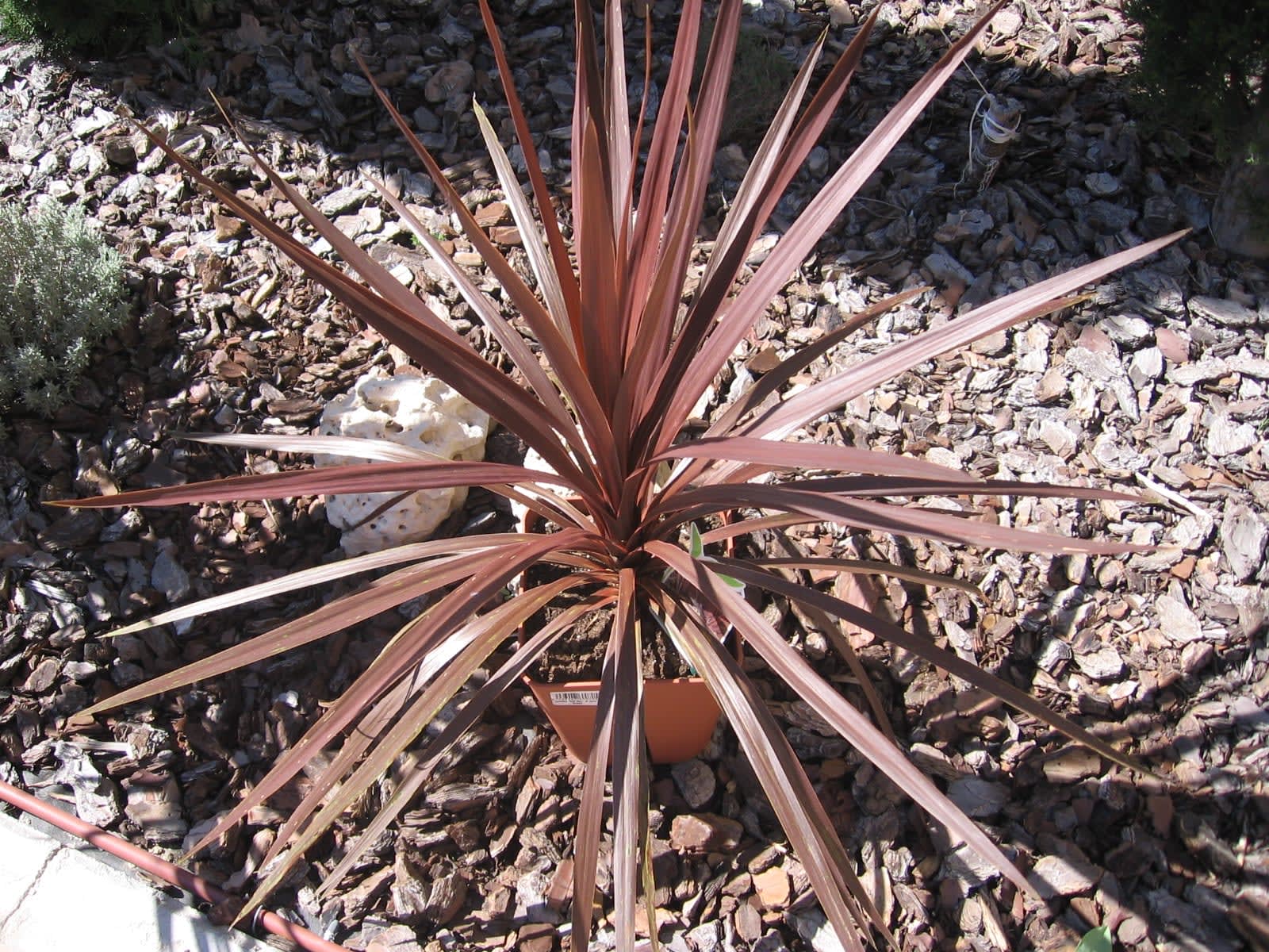 Kordilina "Red Star"
