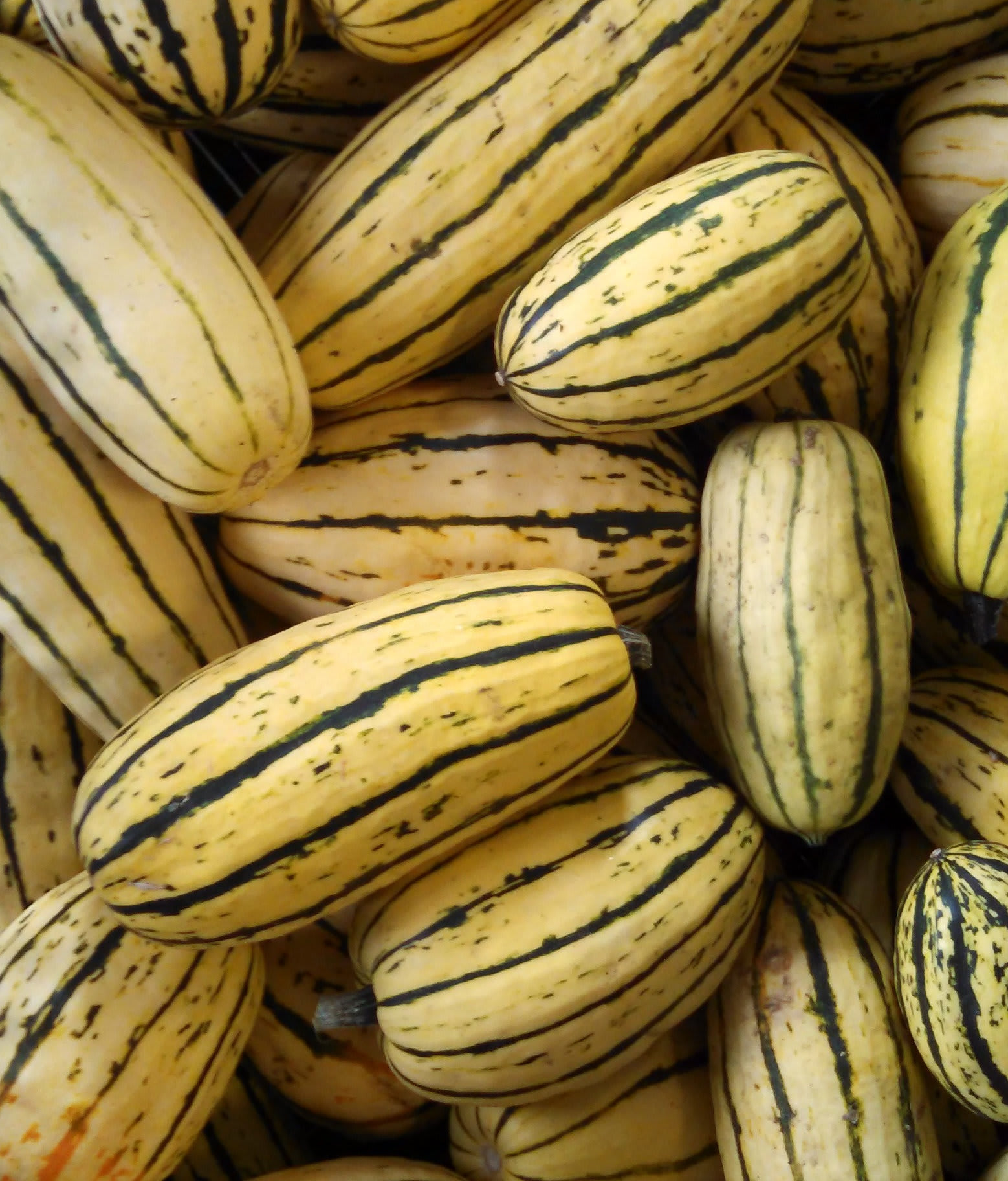 Moliūgas "Delicata"