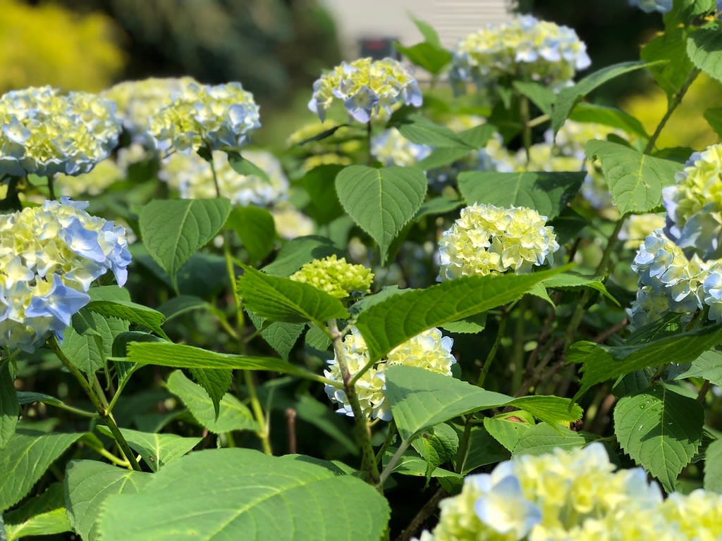Nikko Blue hortenzija (Hydrangea macrophylla 'Nikko Blue')