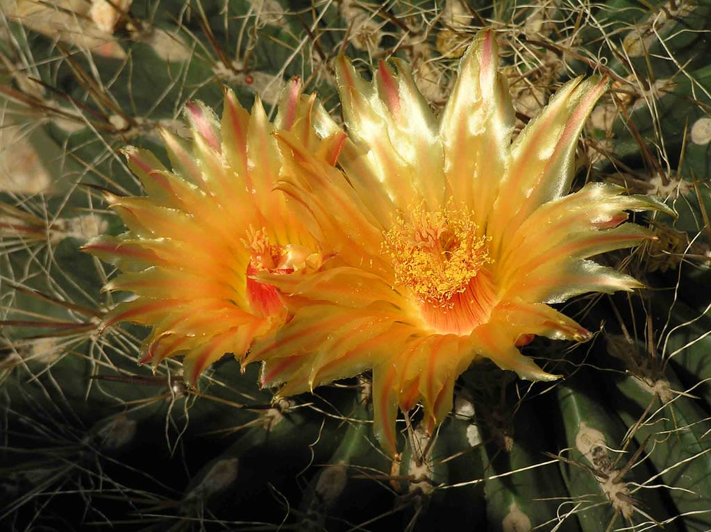 Auksinis statinės kaktusas 'Albispinus' (Ežinis kaktusas 'Albispinus')