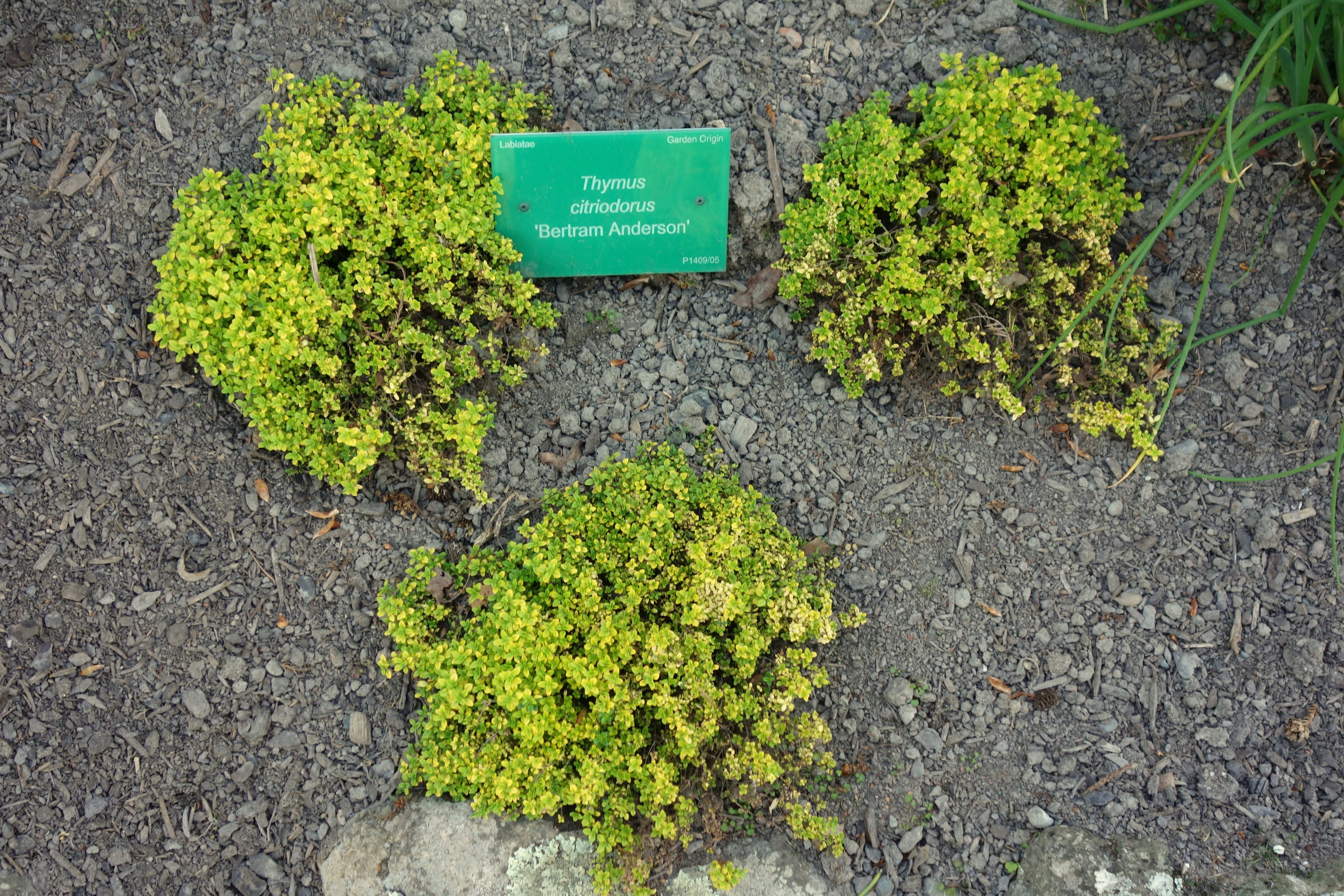 Citrininis čiobrelis 'Bertram Anderson'