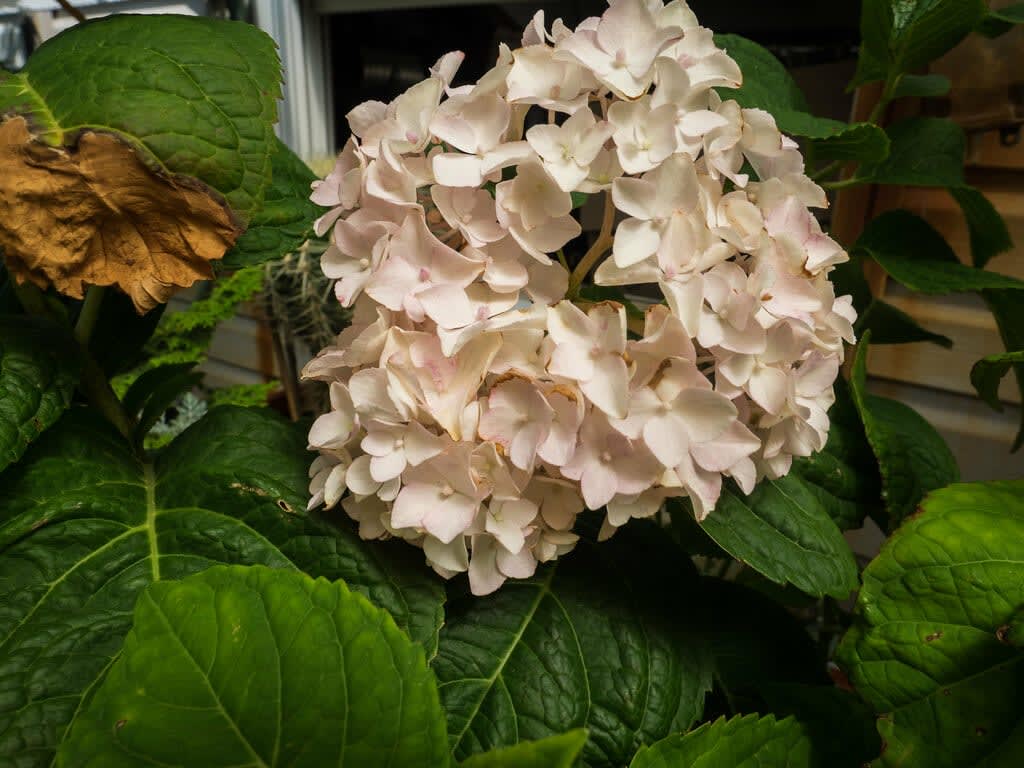 Hortenzija didžialapė 'Endless Summer Blushing Bride'