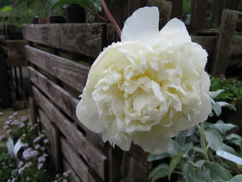 'Duchesse de Nemours' bijūnas (Paeonia lactiflora 'Duchesse de Nemours')