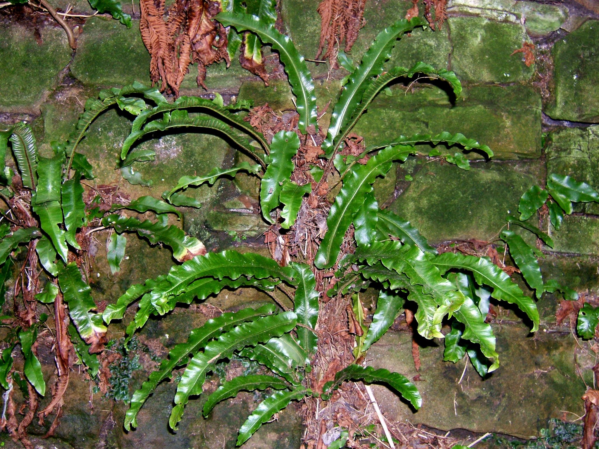 Banguotalapis papartis (Širdelinis papartis 'Undulatum')