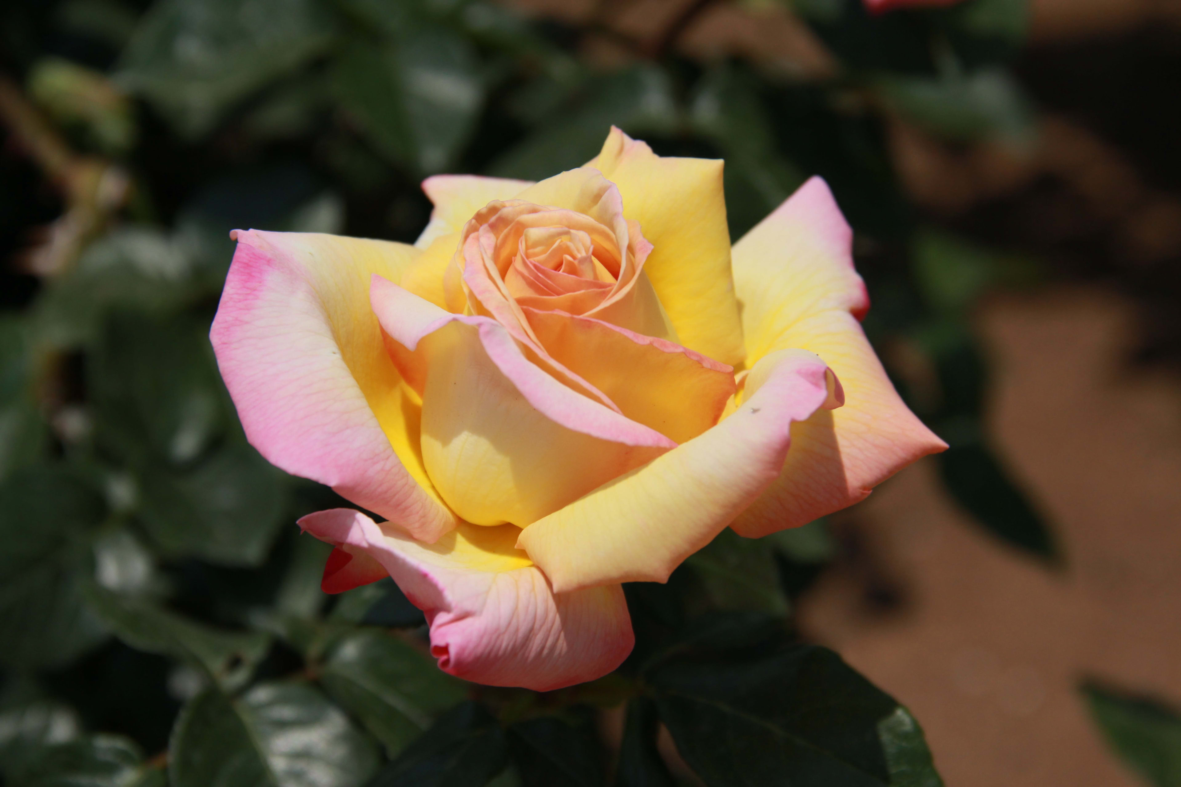 Taikos rožė (Rosa 'Peace')