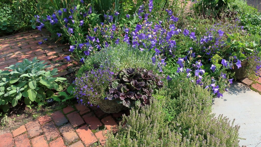 Citrininis čiobrelis 'Lemon' (Thymus citriodorus 'Lemon')