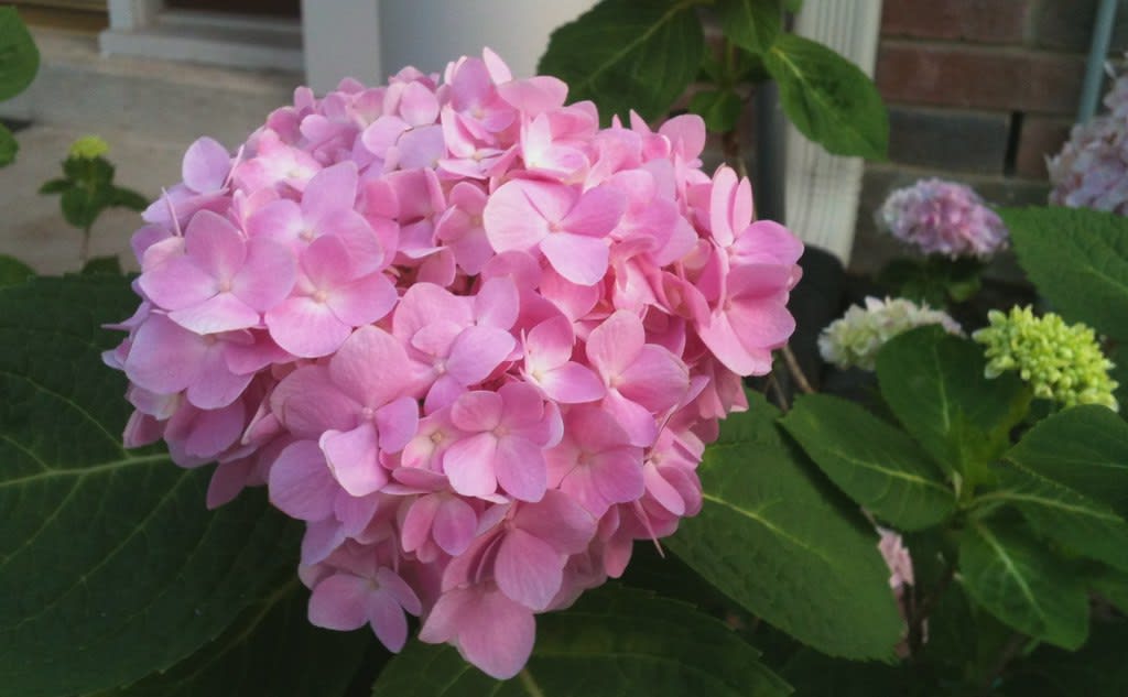Hortenzija stambiažiedė 'Endless Summer'