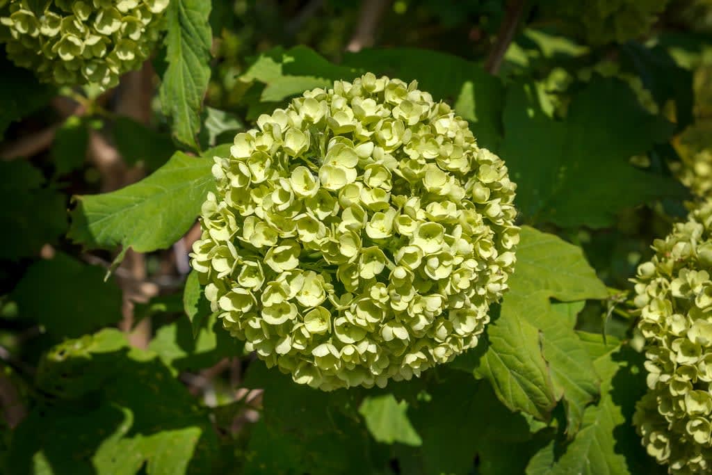 Hortenzija šviesioji 'Incrediball' (Strong Annabelle)