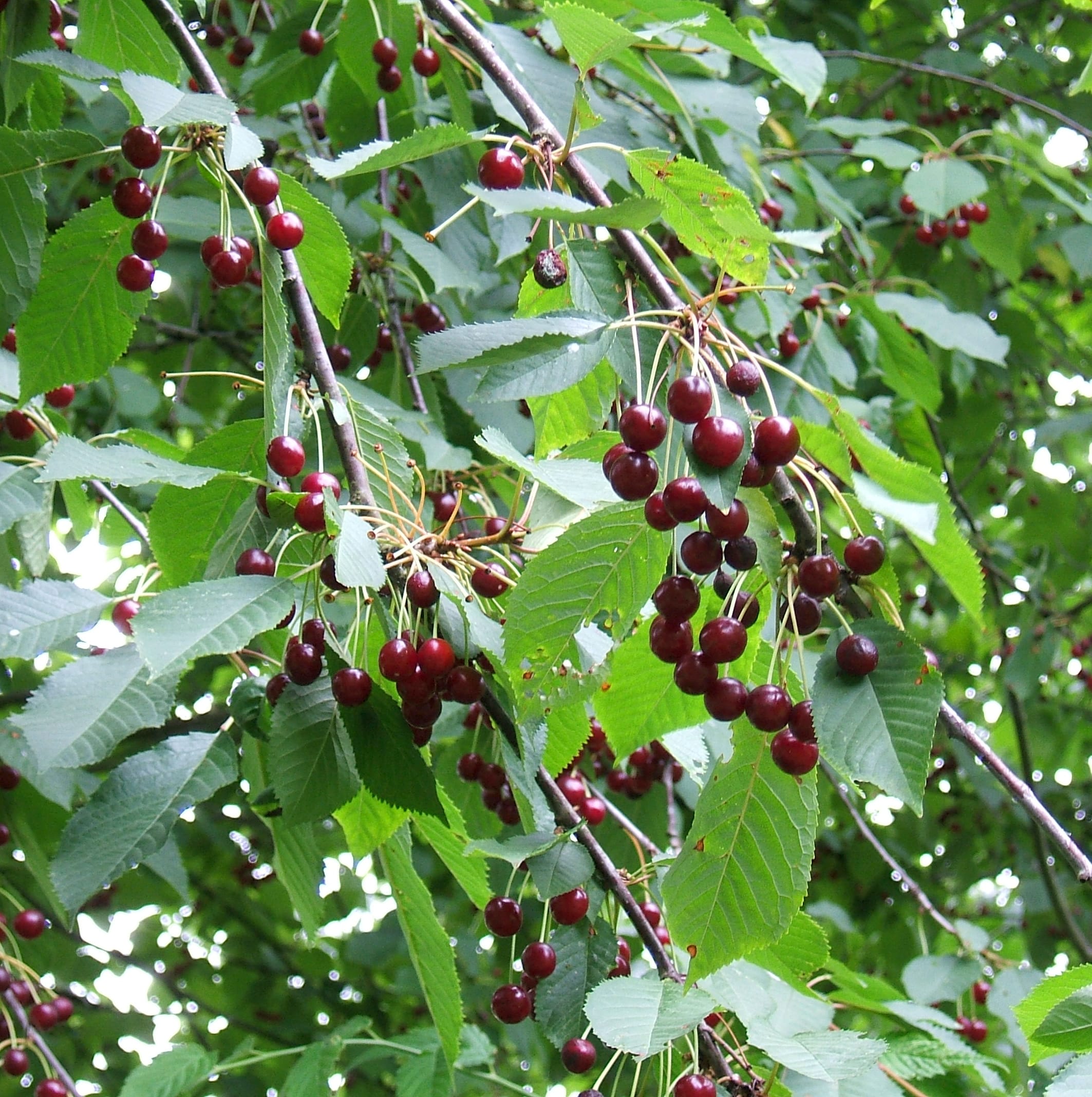 Trešnė 'Bing'