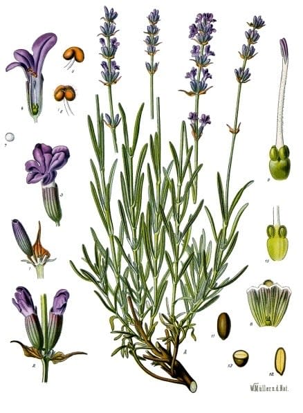 Levanda 'Rosea' (Siauralapė levanda 'Rosea')