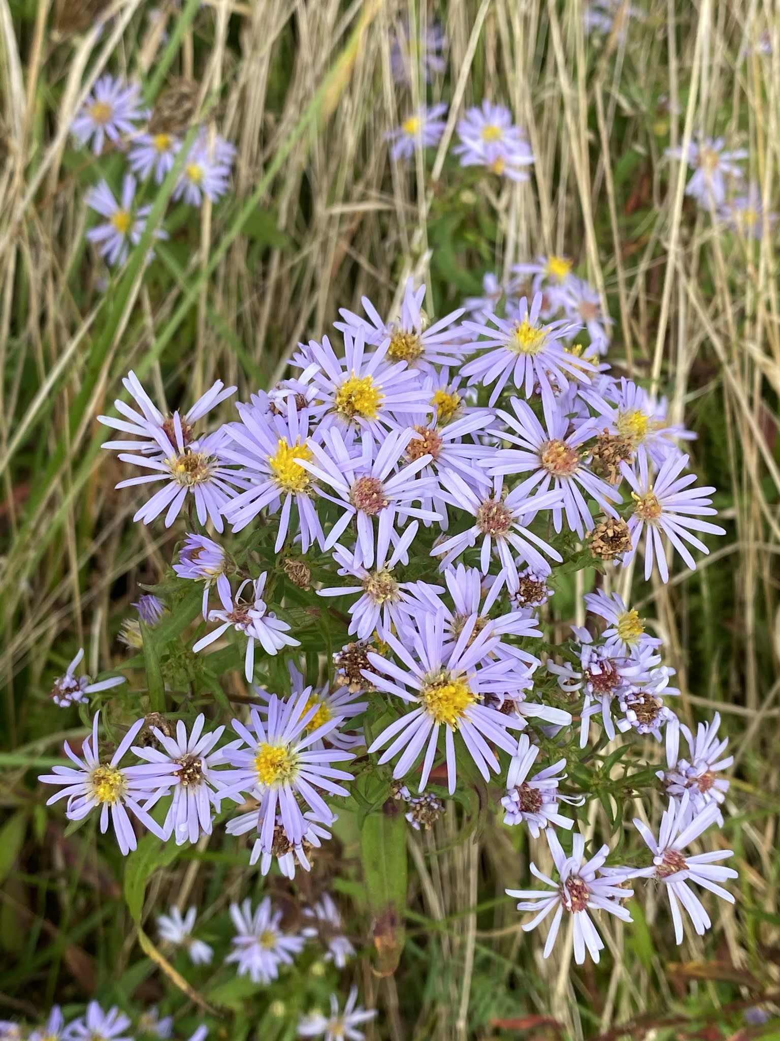 'Blue Lagoon' karklinis astras (Symphyotrichum novi-belgii 'Blue Lagoon')