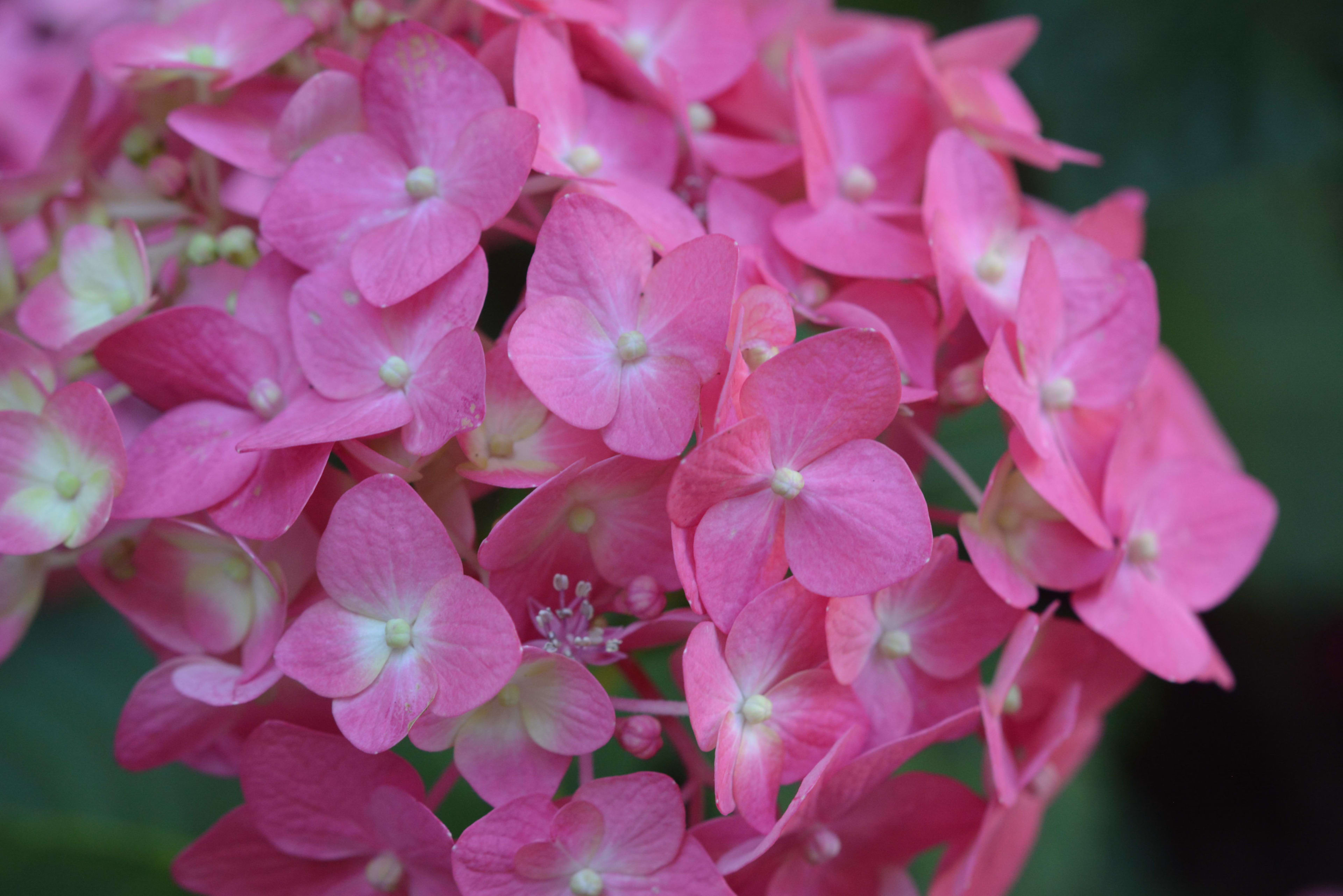 Hortenzija 'Summer Crush' (Didžialapė hortenzija 'Summer Crush')