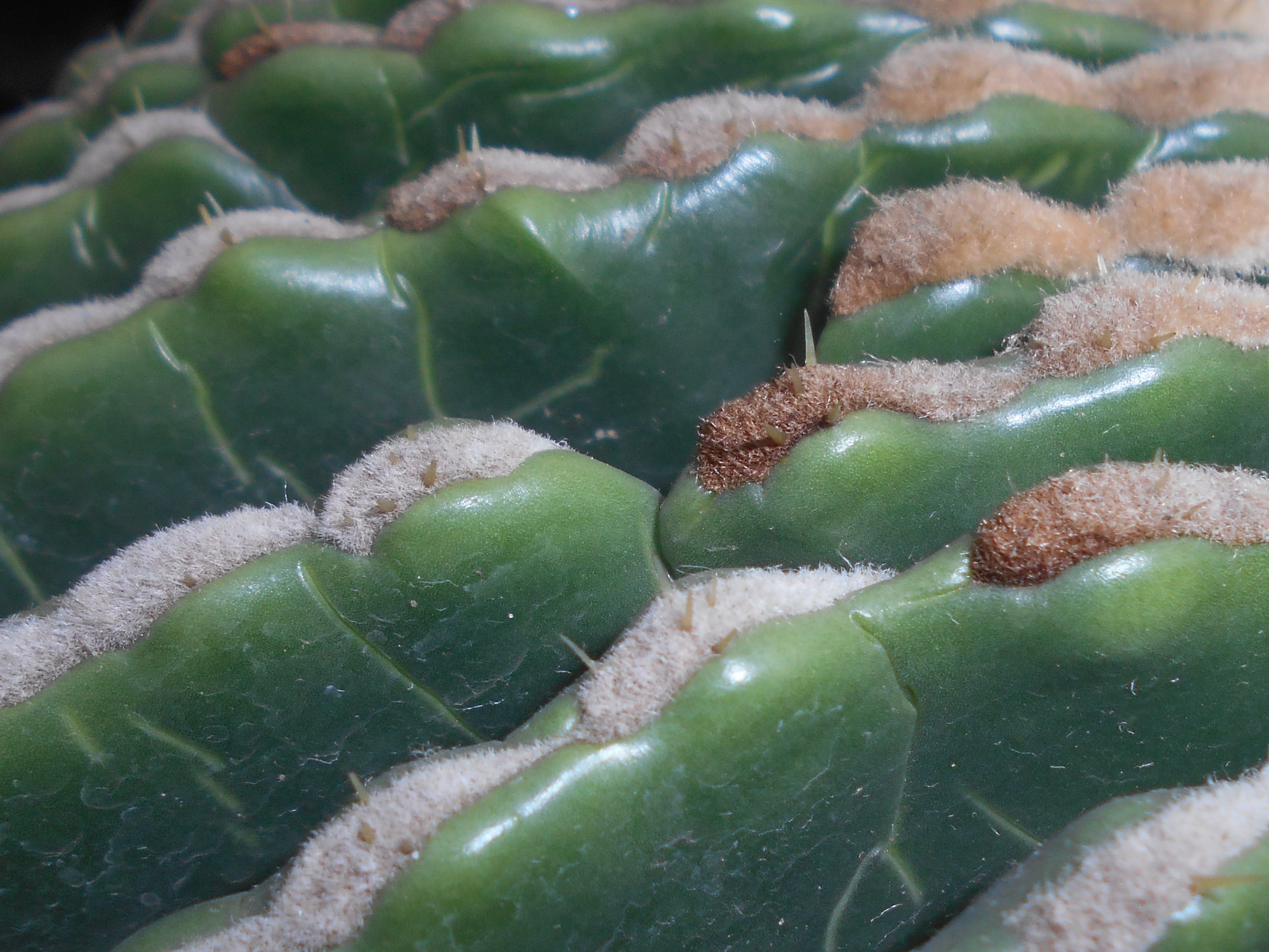 Auksaspalvis statinės kaktusas (Echinocactus grusonii var. subinermis)