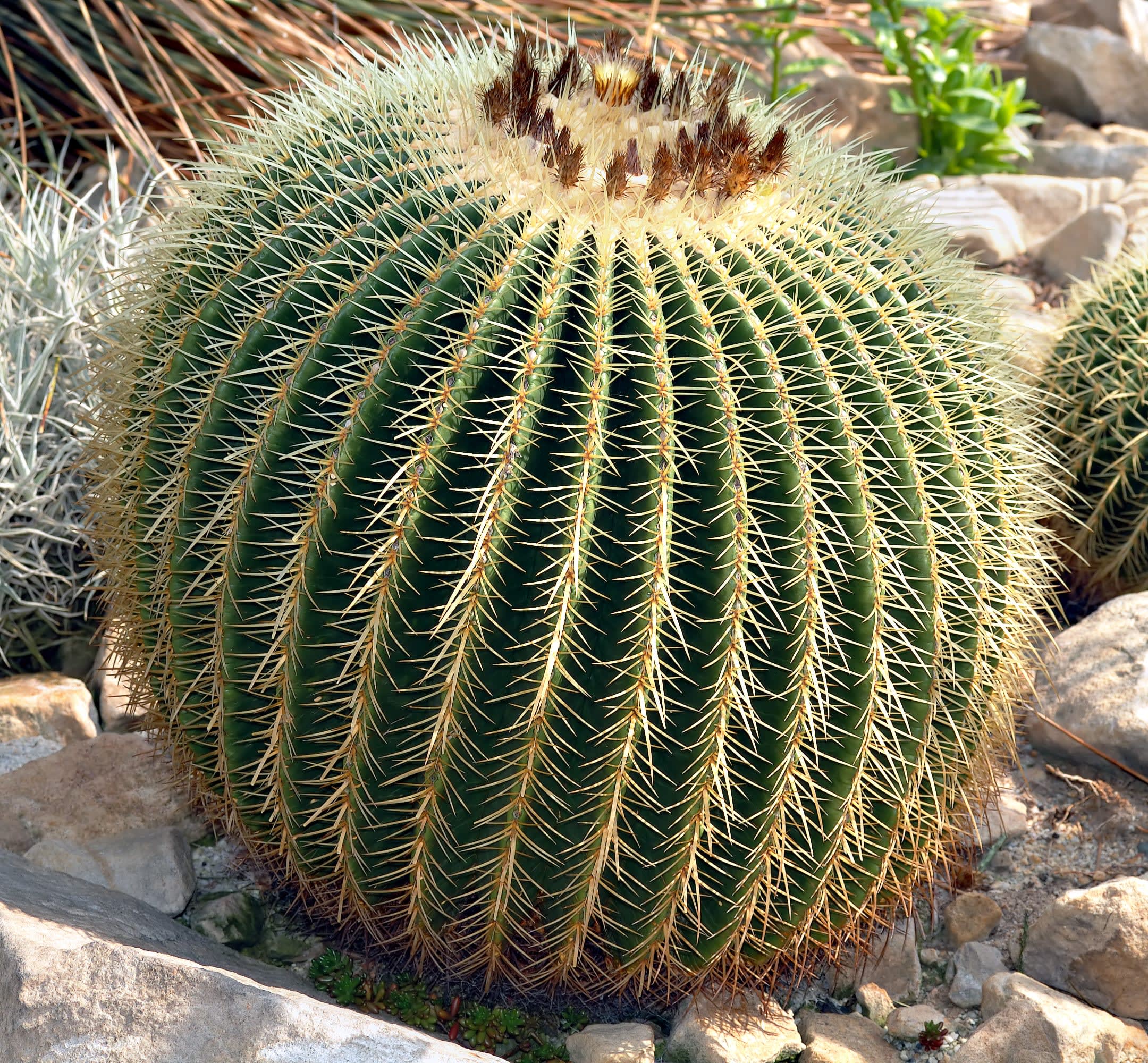 Auksinis kaktusas 'Albispina' (Auksinė statinė 'Albispina')
