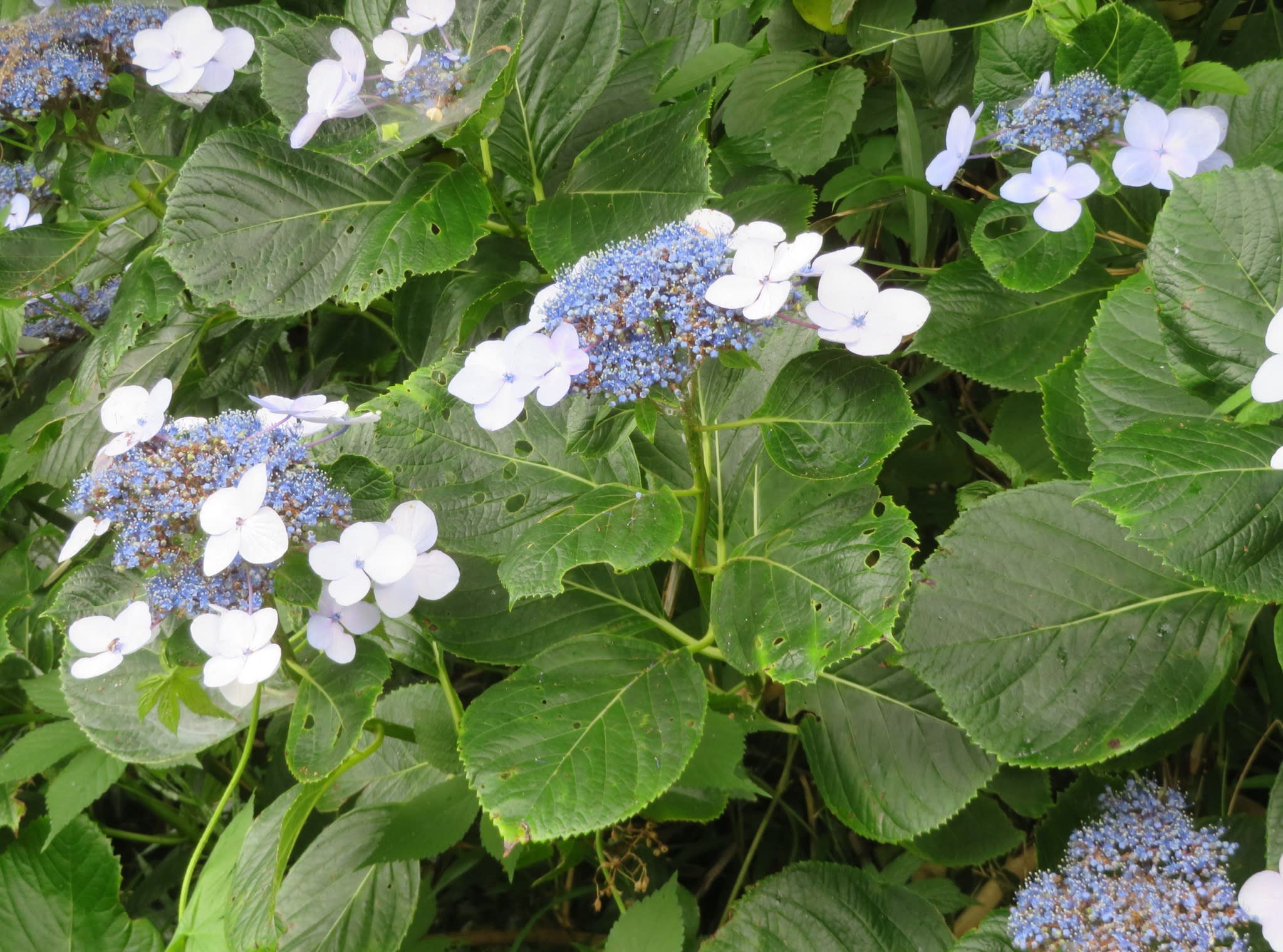 Hortenzija stambiažiedė 'Forever & Ever Red'