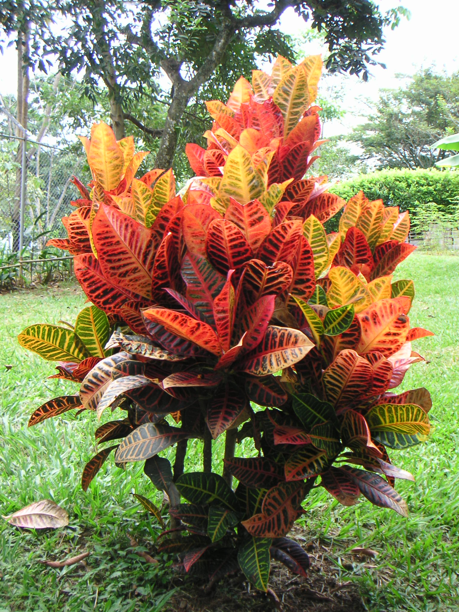 Krotonas 'Gold Star'