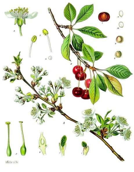 Rūgščioji vyšnia 'Łutówka'