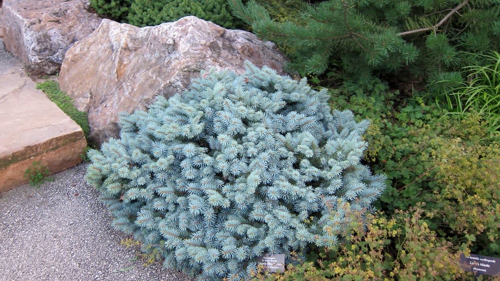 Ankstyvasis kiliminis čiobrelis 'Coccineus' (Kiliminis čiobrelis 'Coccineus')