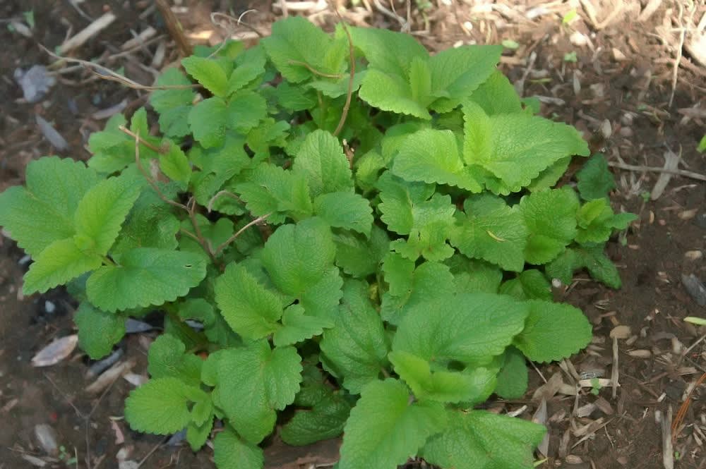 Citrininė melisa 'Citronella' (Vaistinė melisa)